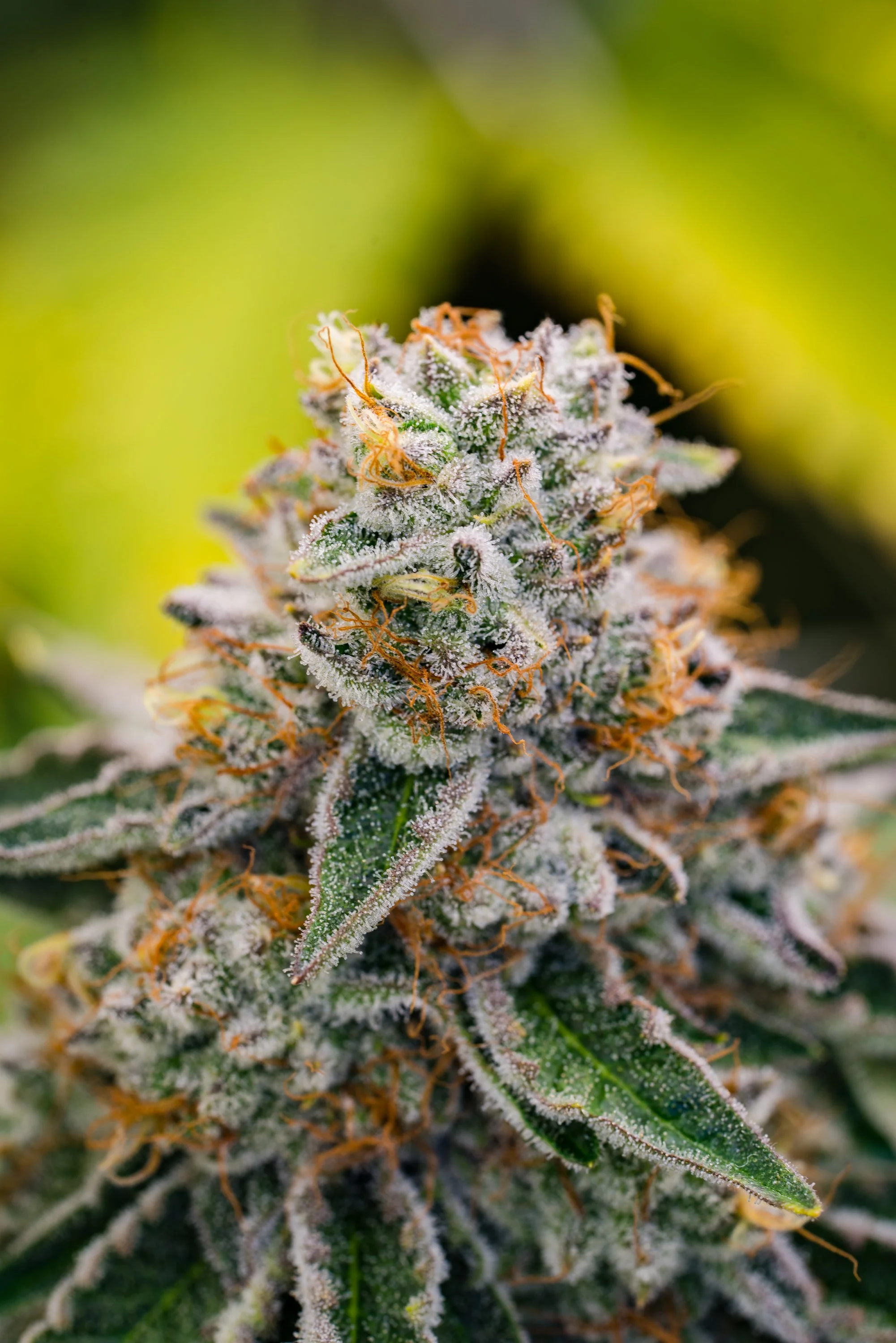 Berry White Schwazze (17 of 21).jpg