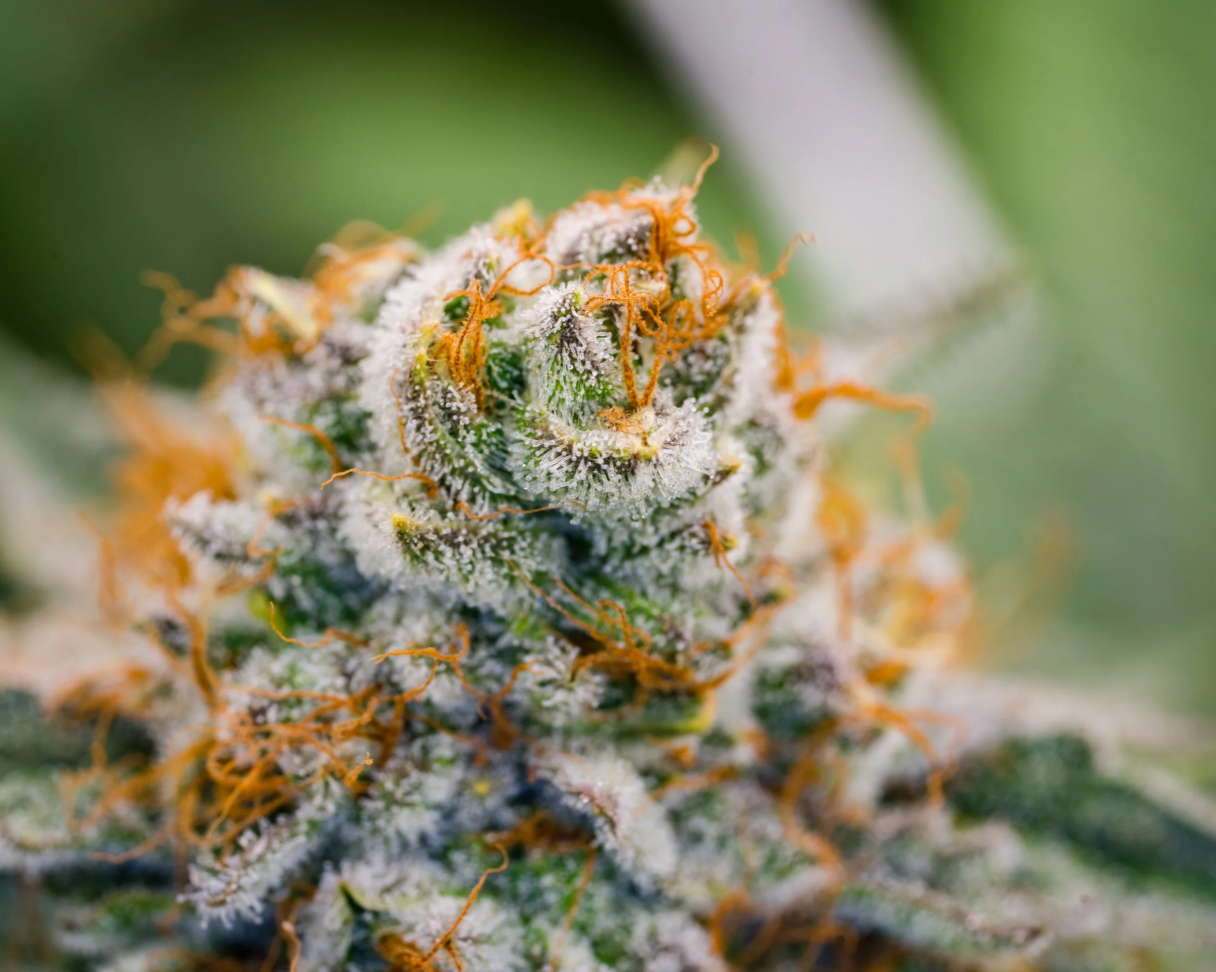 Berry White Schwazze (16 of 21).jpg