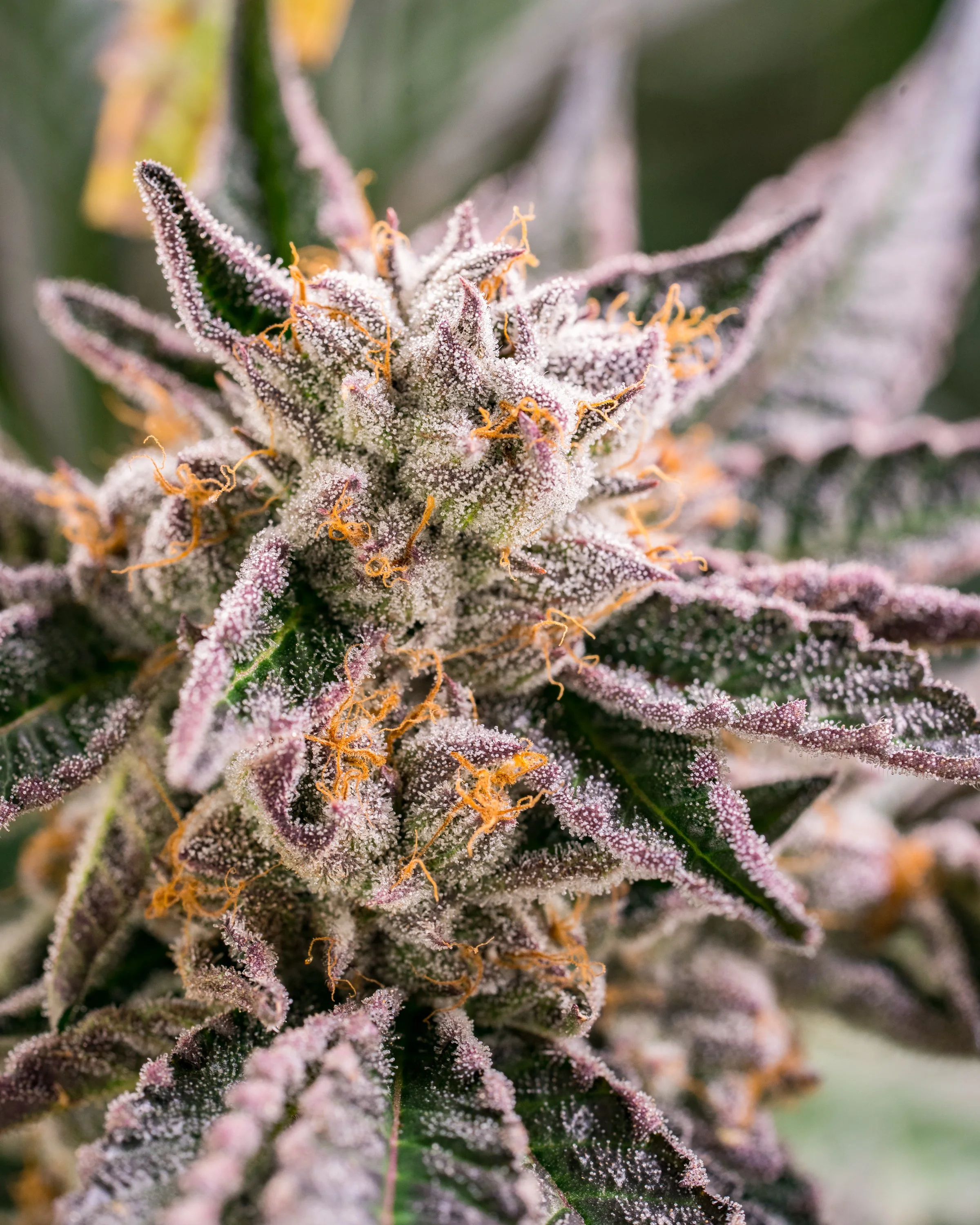 Gelato Cake Schwazze (13 of 19).jpg