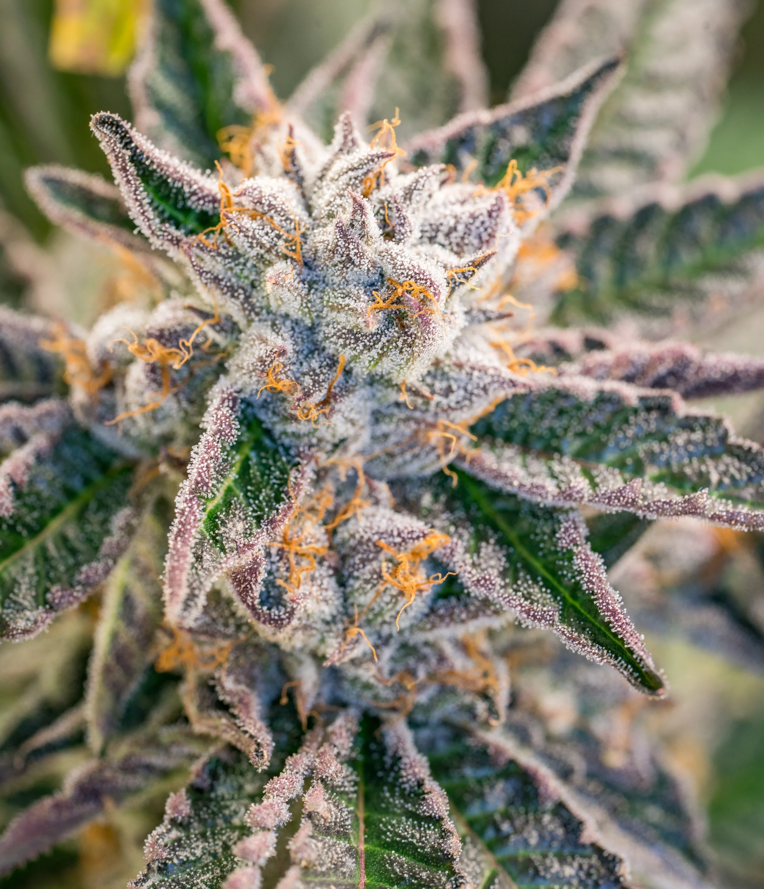 Gelato Cake Schwazze (19 of 19).jpg