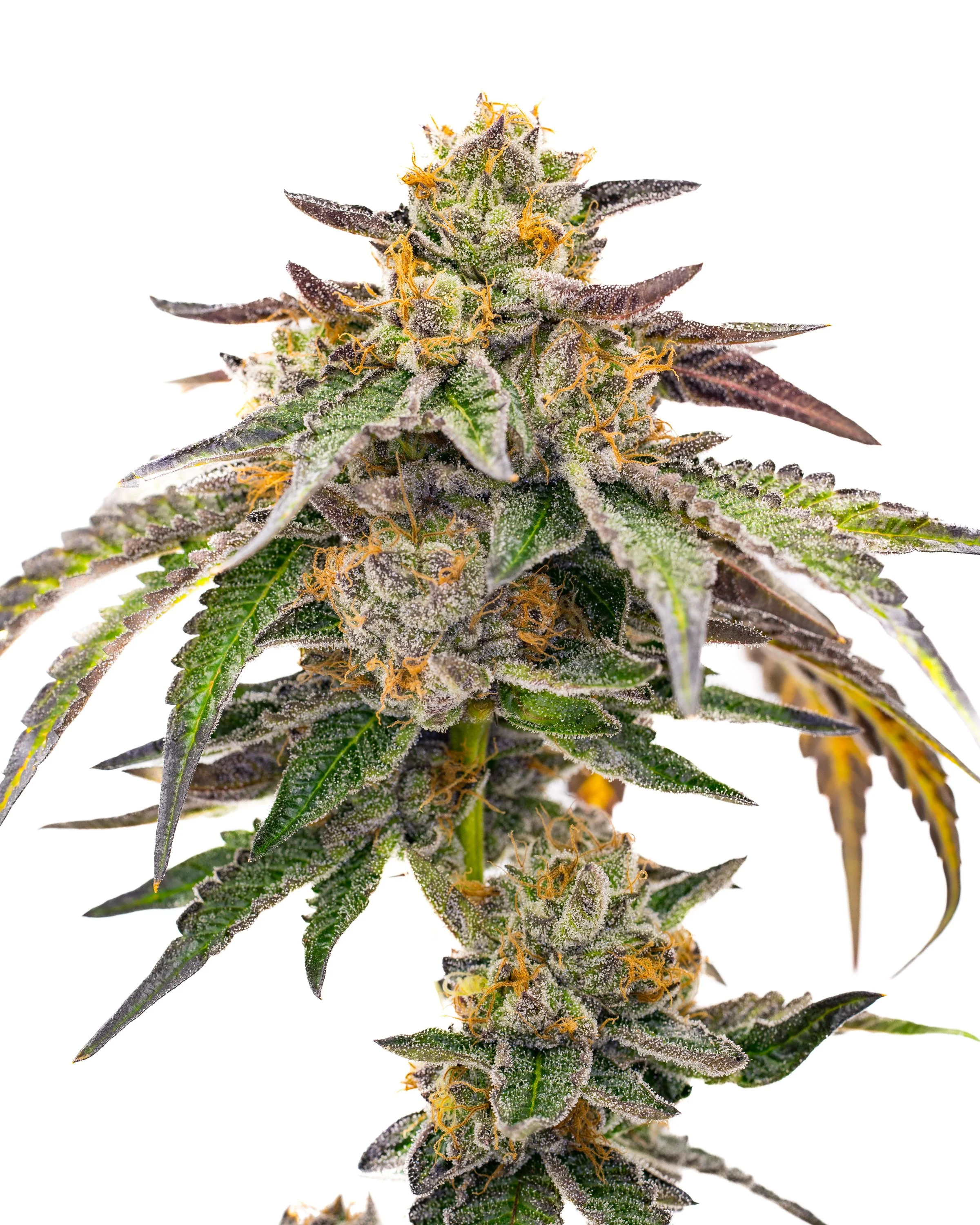 Gelato Cake Schwazze Fresh Kola finals (9 of 1).jpg