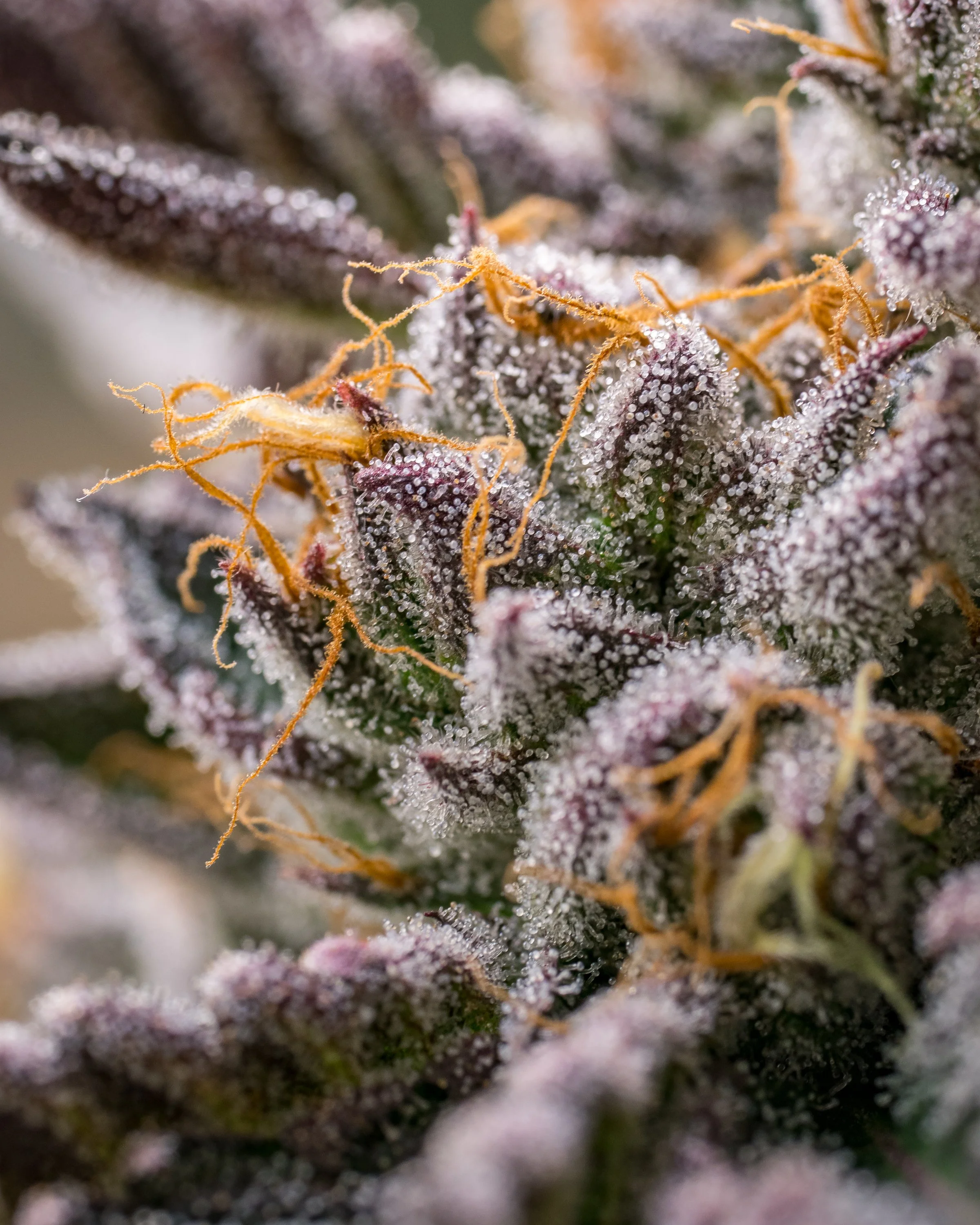 Gelato Cake Schwazze (10 of 19).jpg