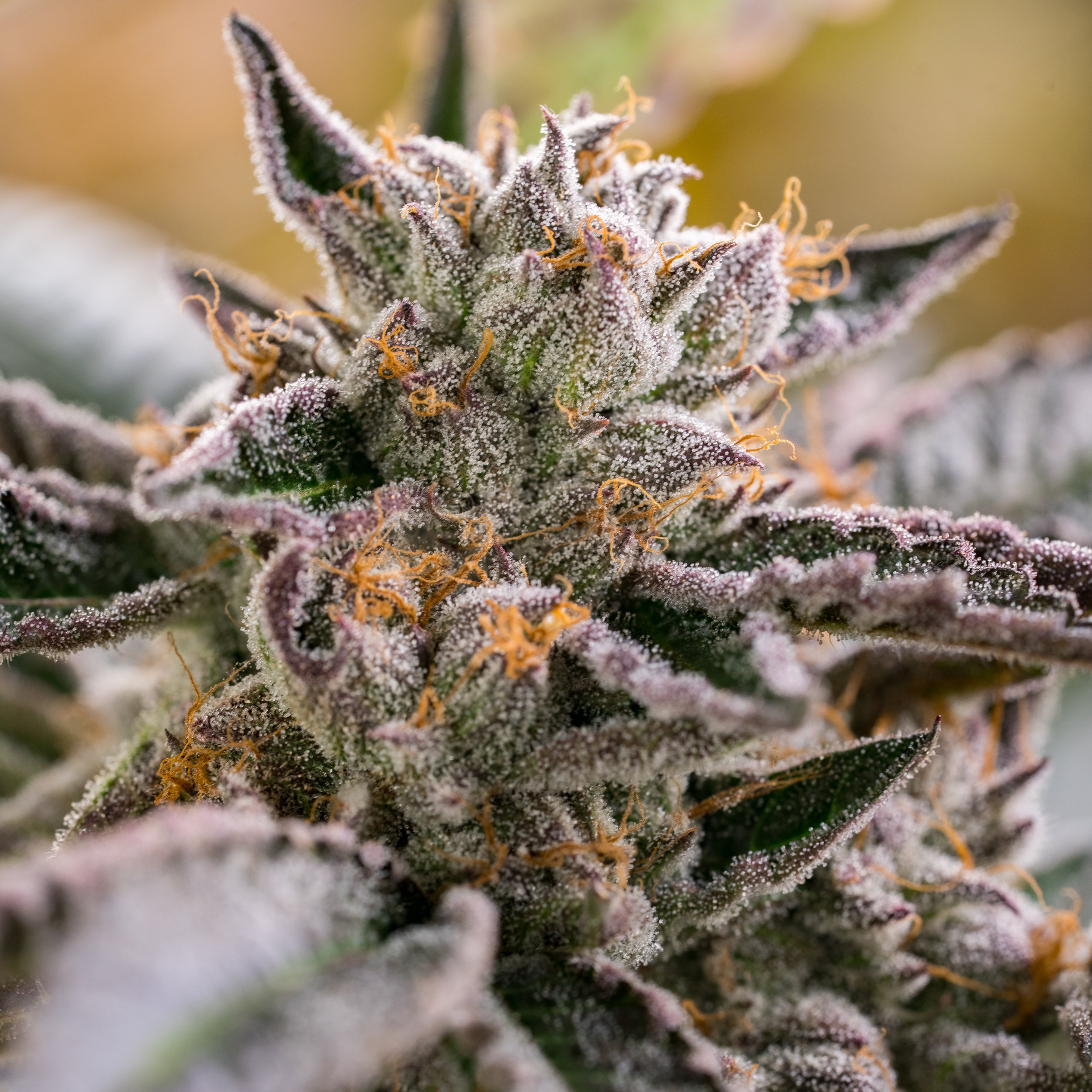 Gelato Cake Schwazze (4 of 19).jpg