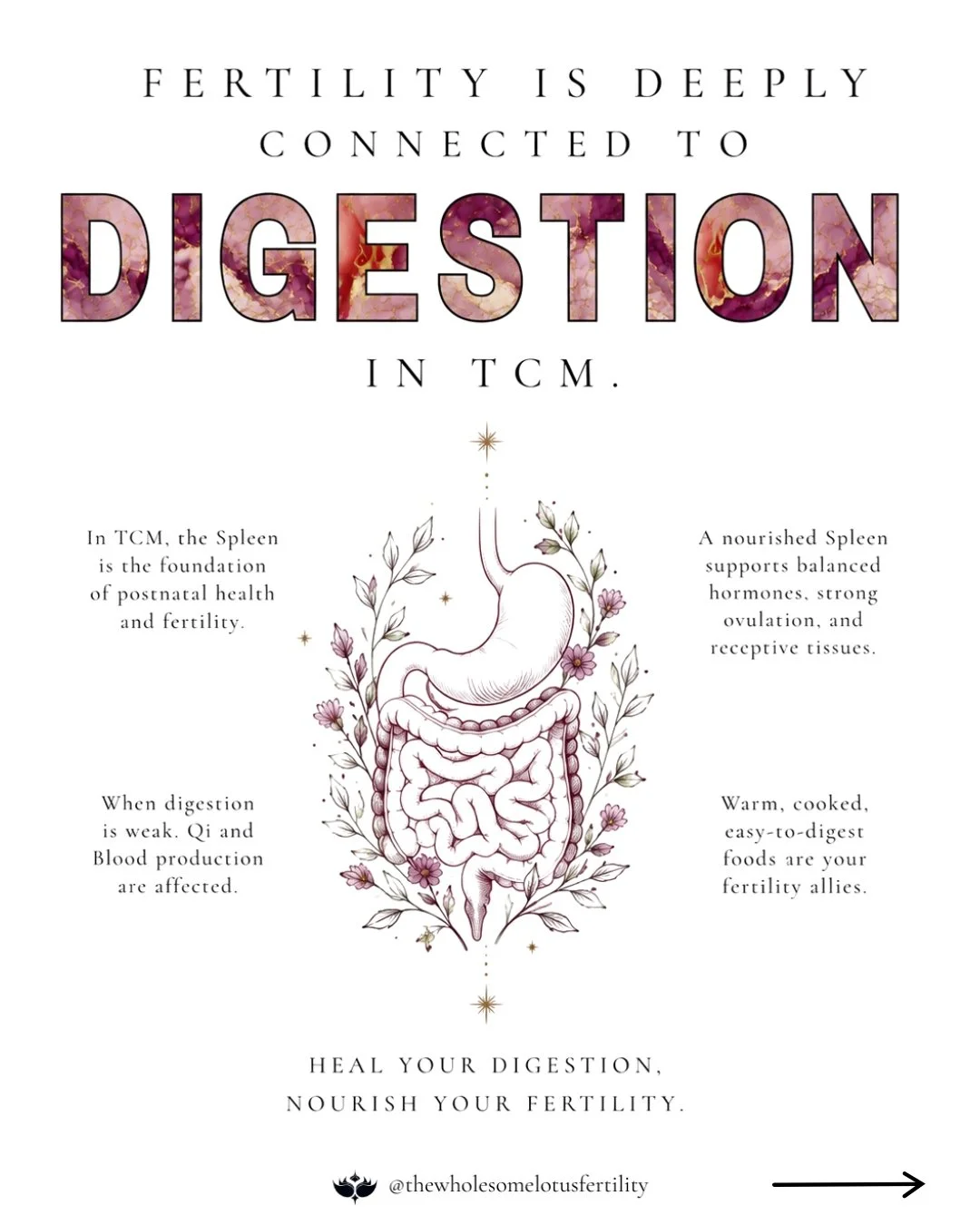Most fertility conversations focus on hormones, ovulation, and the reproductive organs themselves. But underneath all of it sits one of the most overlooked foundations of fertility: your digestion.

In Chinese medicine, the Spleen is not the small or