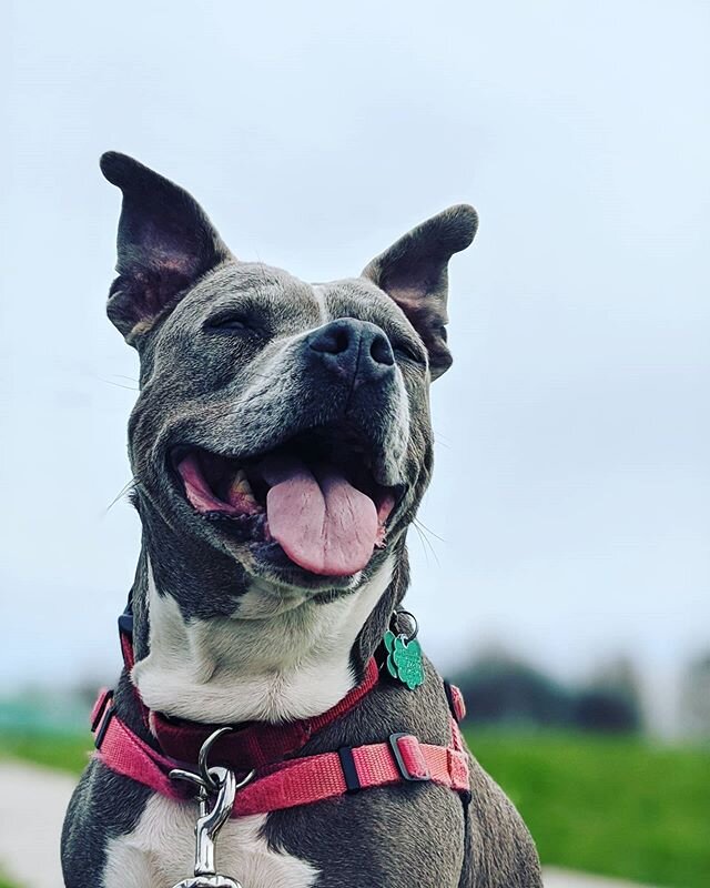 Happy #anniedadog watching the river. 
#pittienation 
#rescuedog 
#pitbull 
#springintimeofcoronavirus