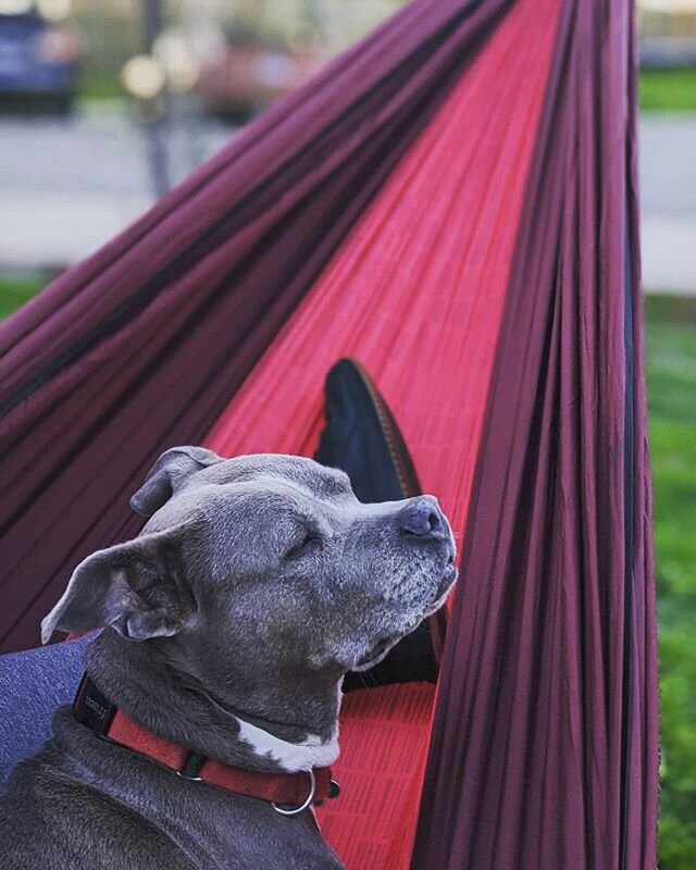 #anniedadog  natural born hammock lover. 
#springintimeofcoronavirus 
#coronadiaries 
#pitbull 
#pittienation 
#rescuedog