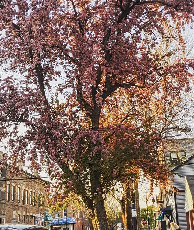 Rough day. But sometimes the light hits just right and you keep surviving. Or moving forward. Or both. 
#enpilsen 
#springintimeofcoronavirus 
#coronadiaries 
#chicago