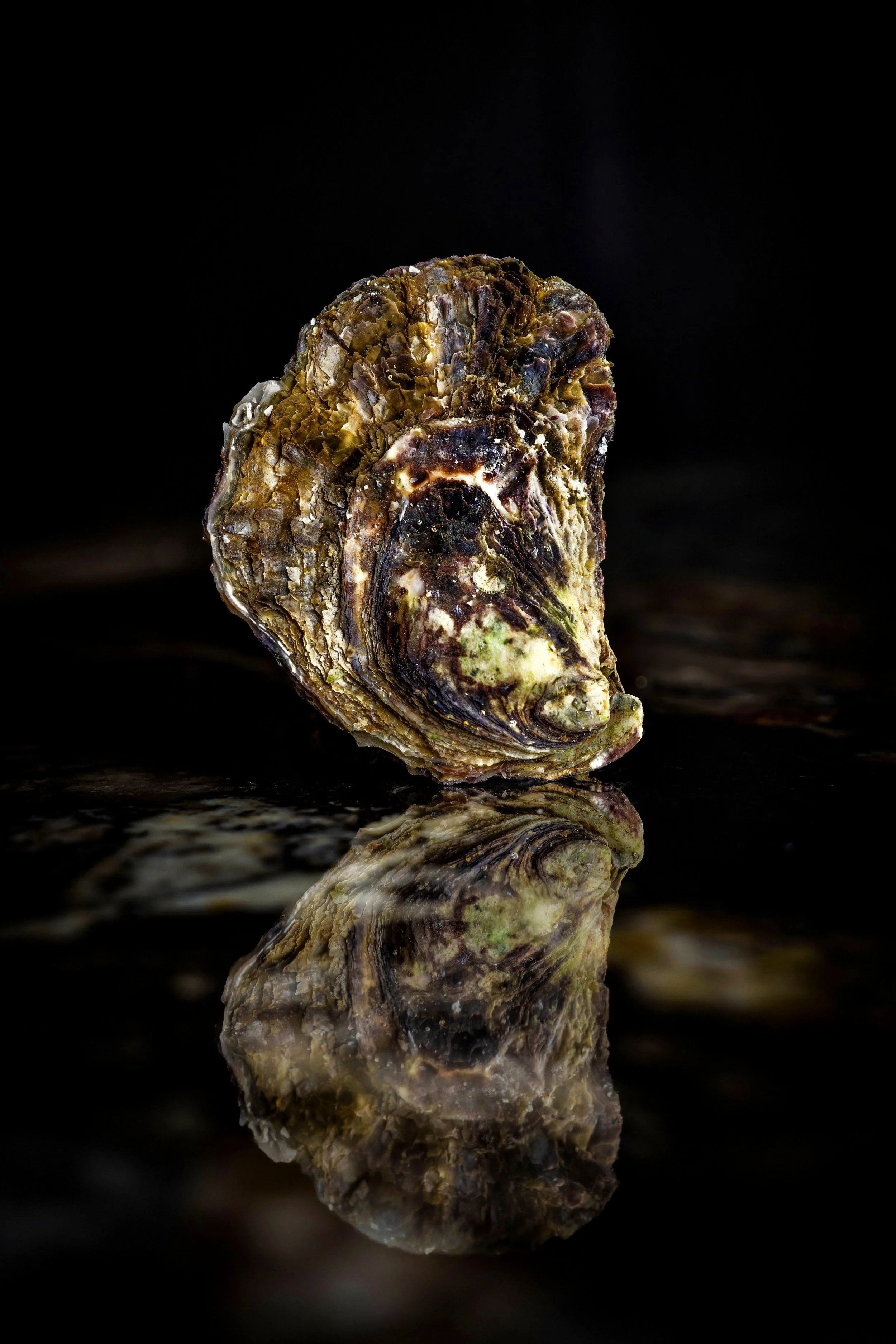 ROCKPOOL FISH MAY-030.jpg
