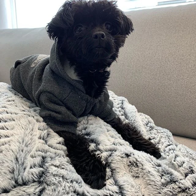 Take your puppy to work day! Looks like she approves the new show home! πΆπ‘π #petfriendly #doggieapproved #claytonstation #realestate #showhome #youcanlivehere #forcedairgasheating #gasstove #swarnandpar #cloverdale #clayton #moveintoday #dreamstar #fraservalley #townhome #fvreb #homelife #3bedroom #walkinpantry #parklike #airconditioning #whybuyused #luxurytownhome #doublegarage #home #community #kingsizebed