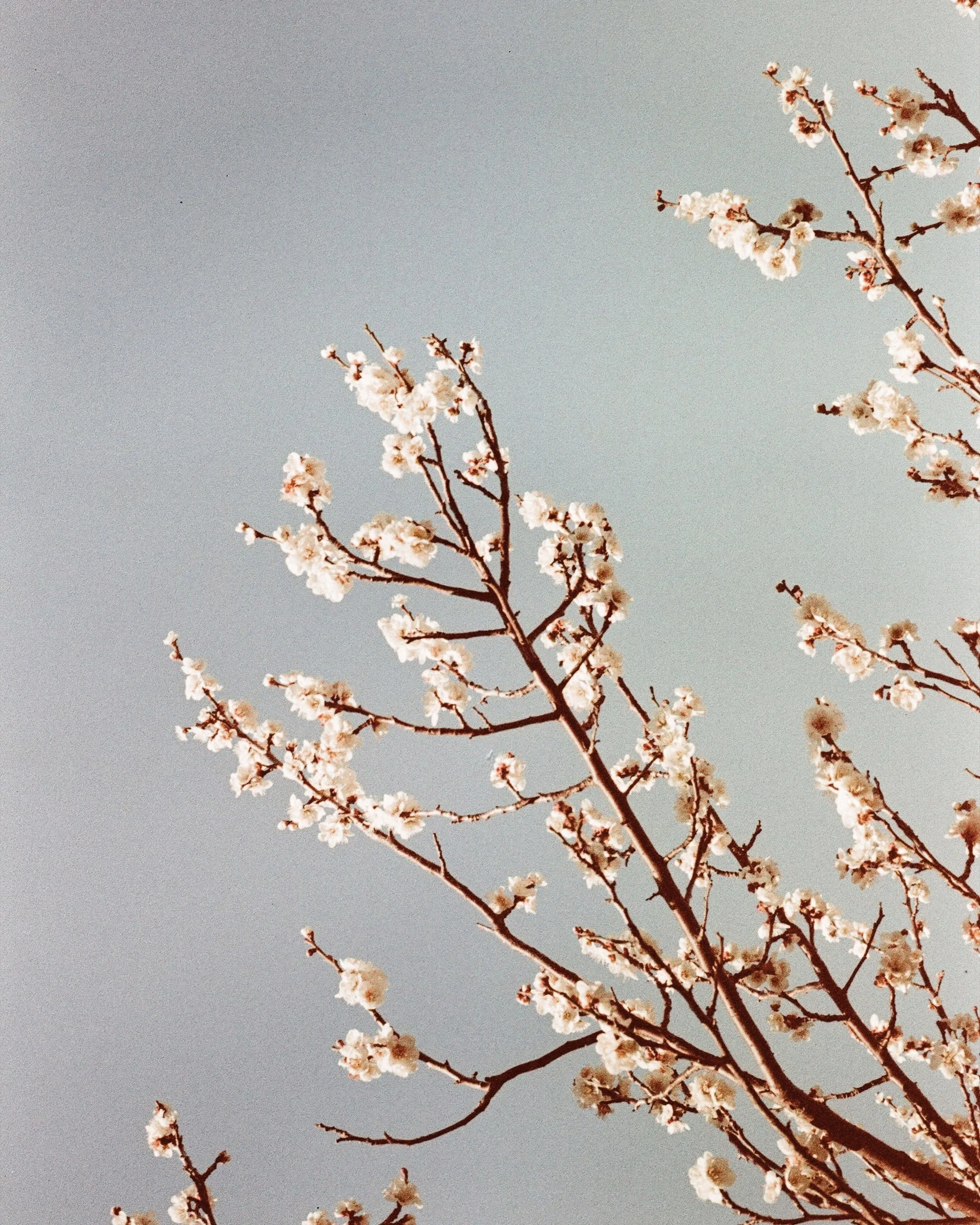 SAKURASEASON-JAPAN.jpg
