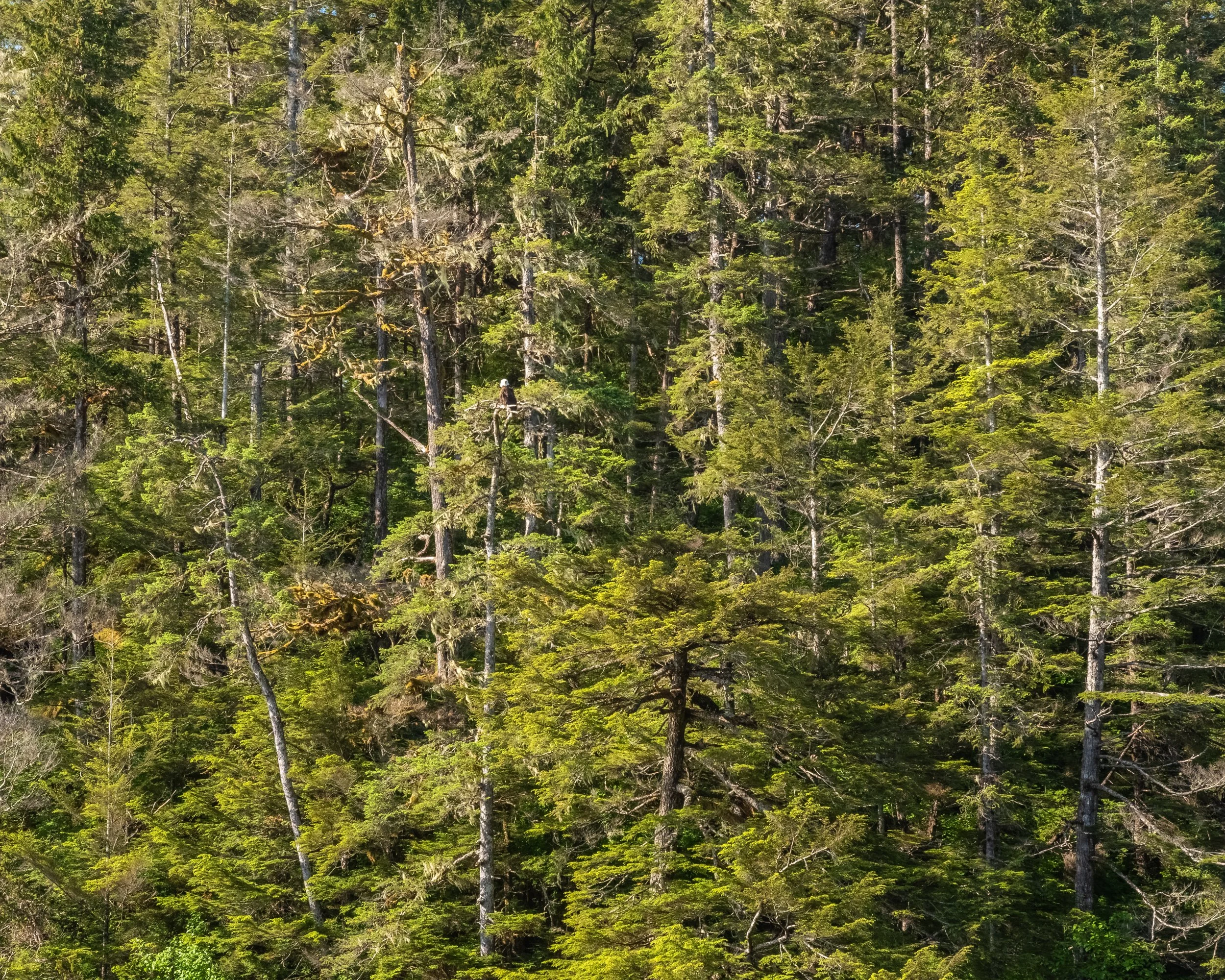 Explore Stunning Alaska Landscape Photography Prints – Experience the ...
