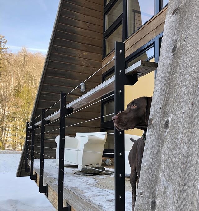 Dog days of winter.#airbnb #stratton #vermont #modernarchitecture #moderncabin #cabinporn #dogsofinstagram #germanshorthairedpointer #skitheeast