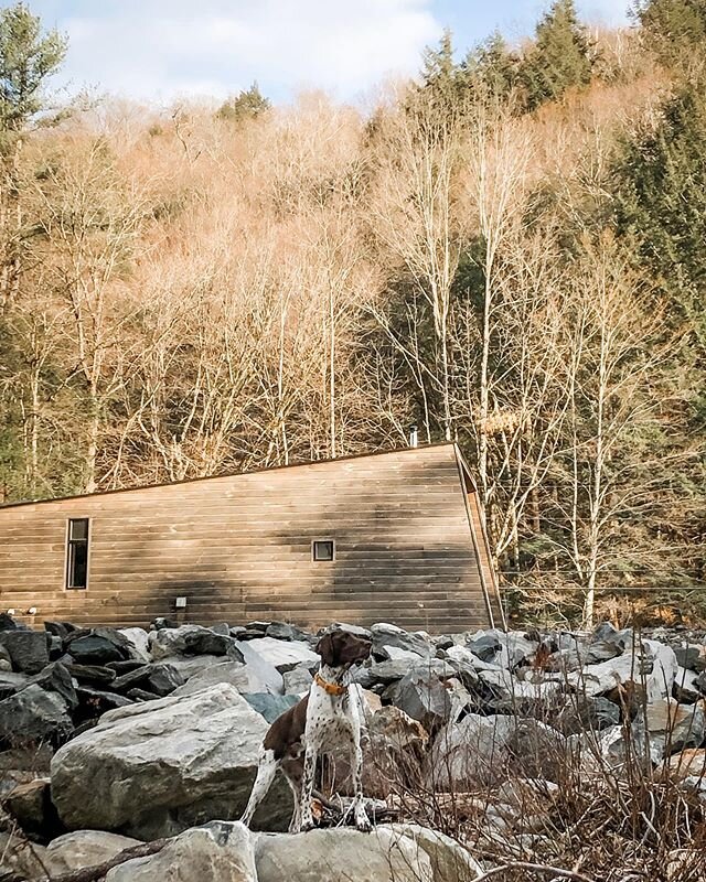 Searching for signs of spring along the river. #cabinlife #moderncabin #cabininthewoods #modernarchitecture #cabinporn #gsp #dogsofinstagram #vermont #vermontlife #airbnb #hopetoseeyousoon