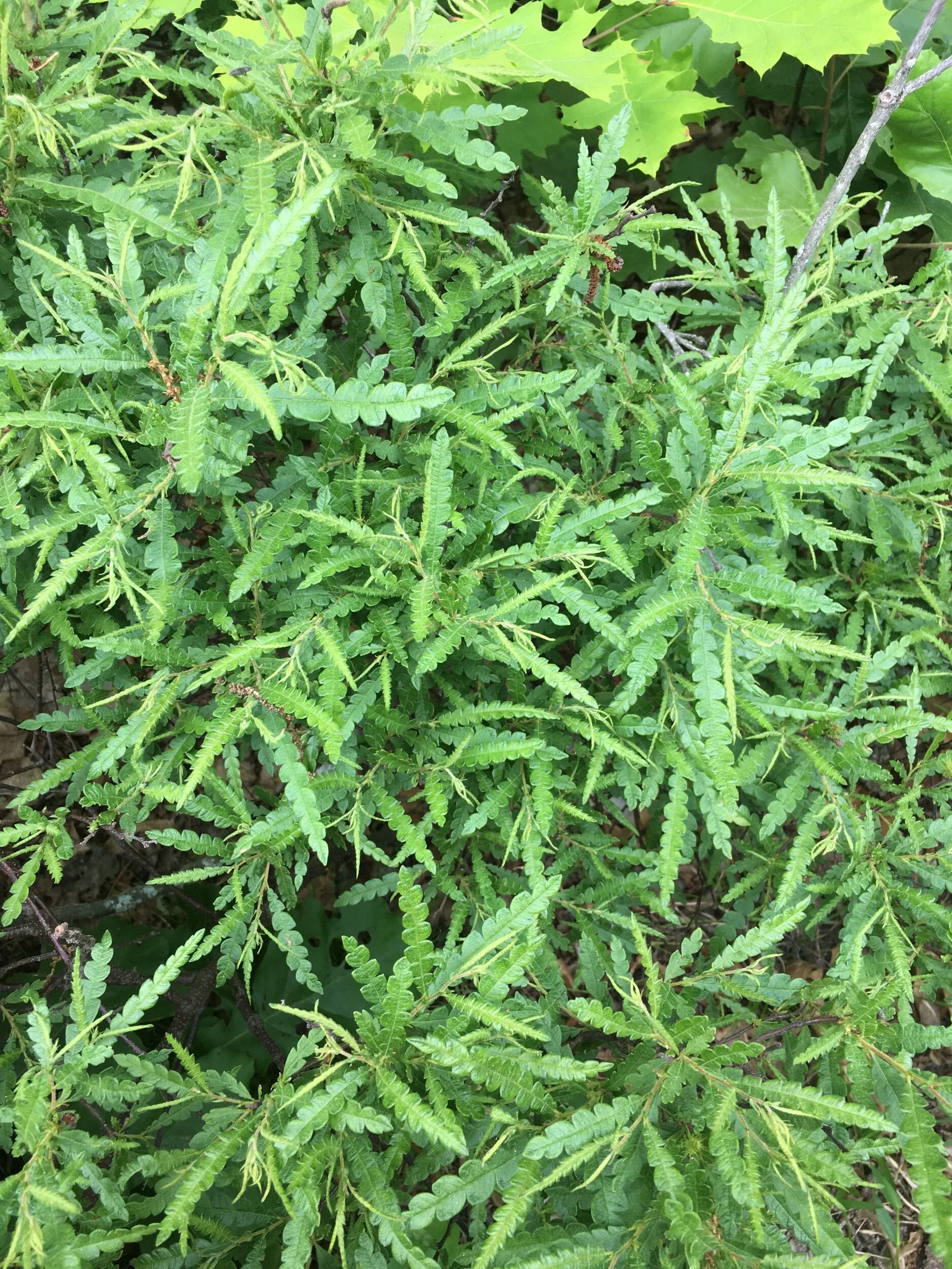 550A11A2-91B5-42F1-B6B1-43F21AC08DC6