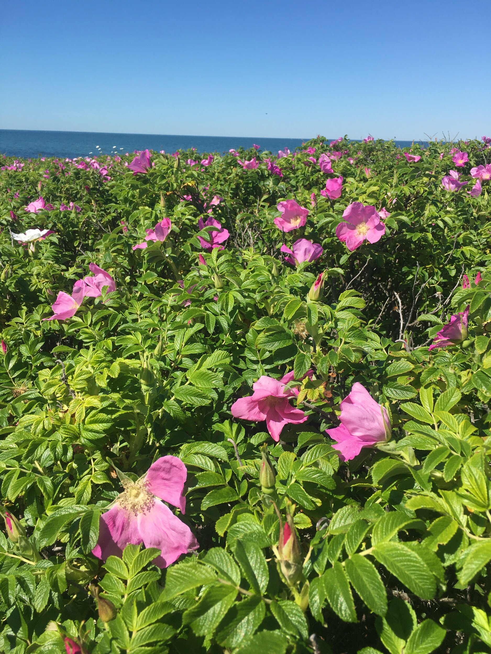 151E1F01-BA0D-43F7-8729-92A9E2CCAA82