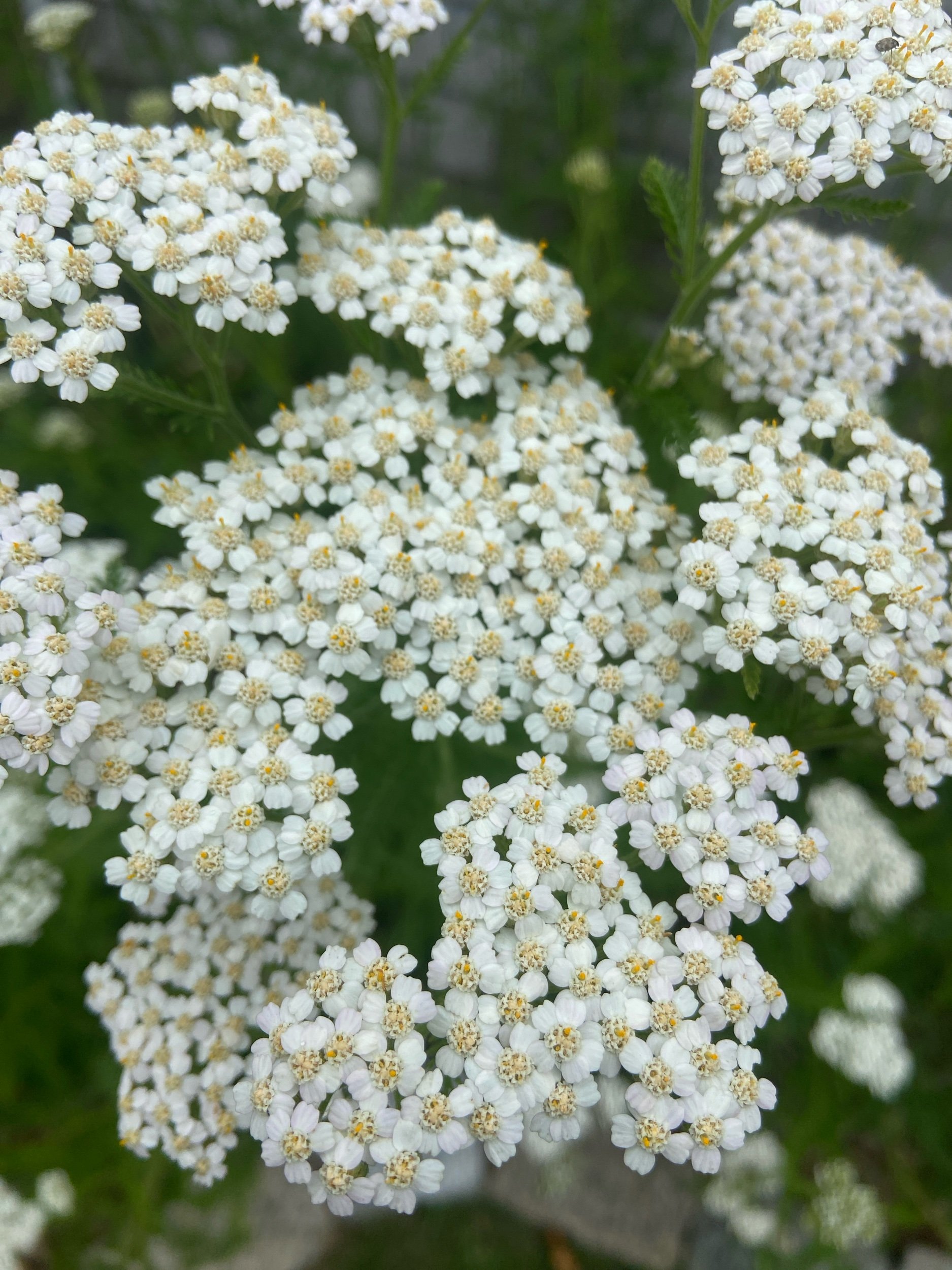 Organically grown blue yarrow (Achillea millefolium) before steam distillation