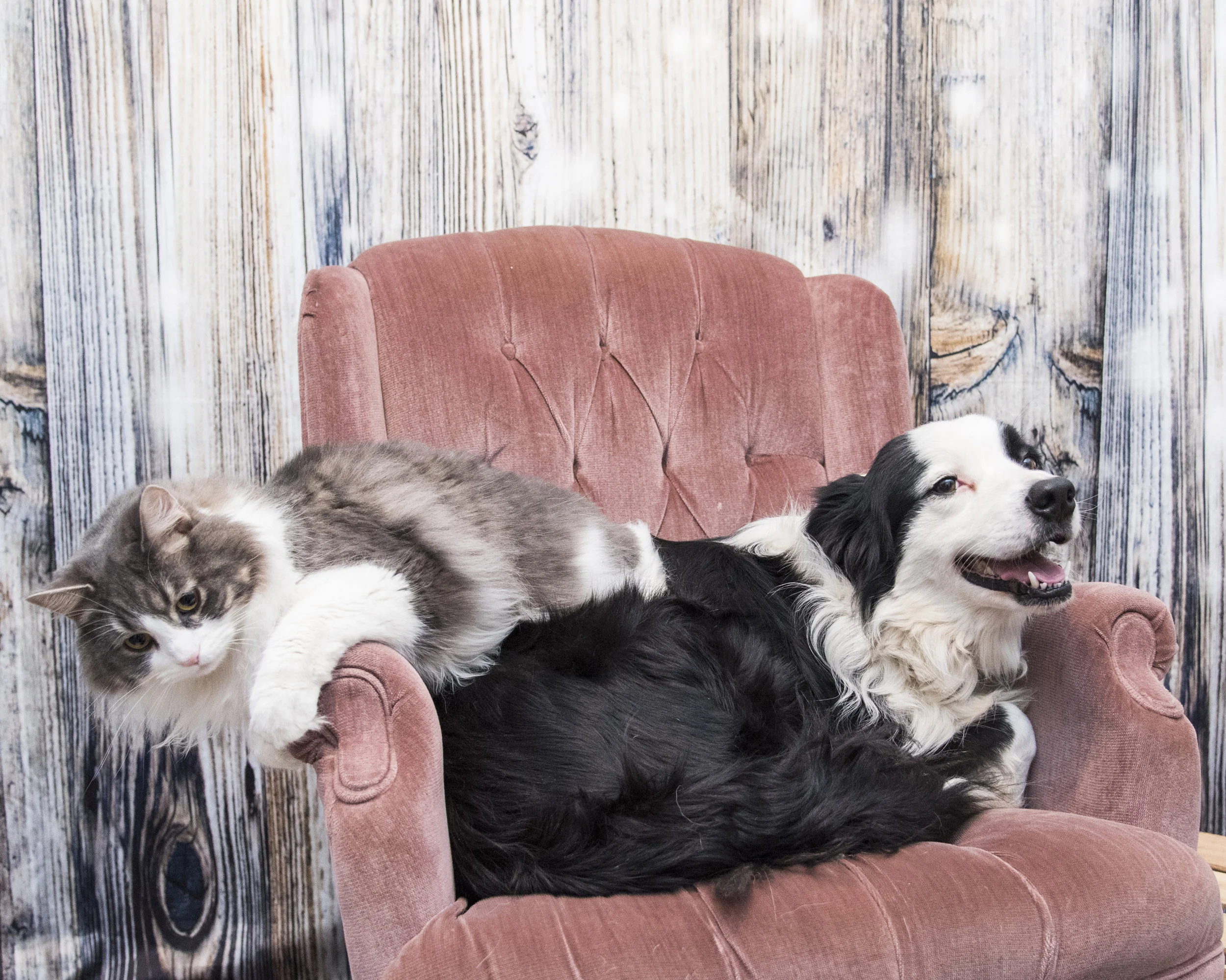 Kip, Carbon, Mugsy, & Lil Dipper — Kyla Jo Photography