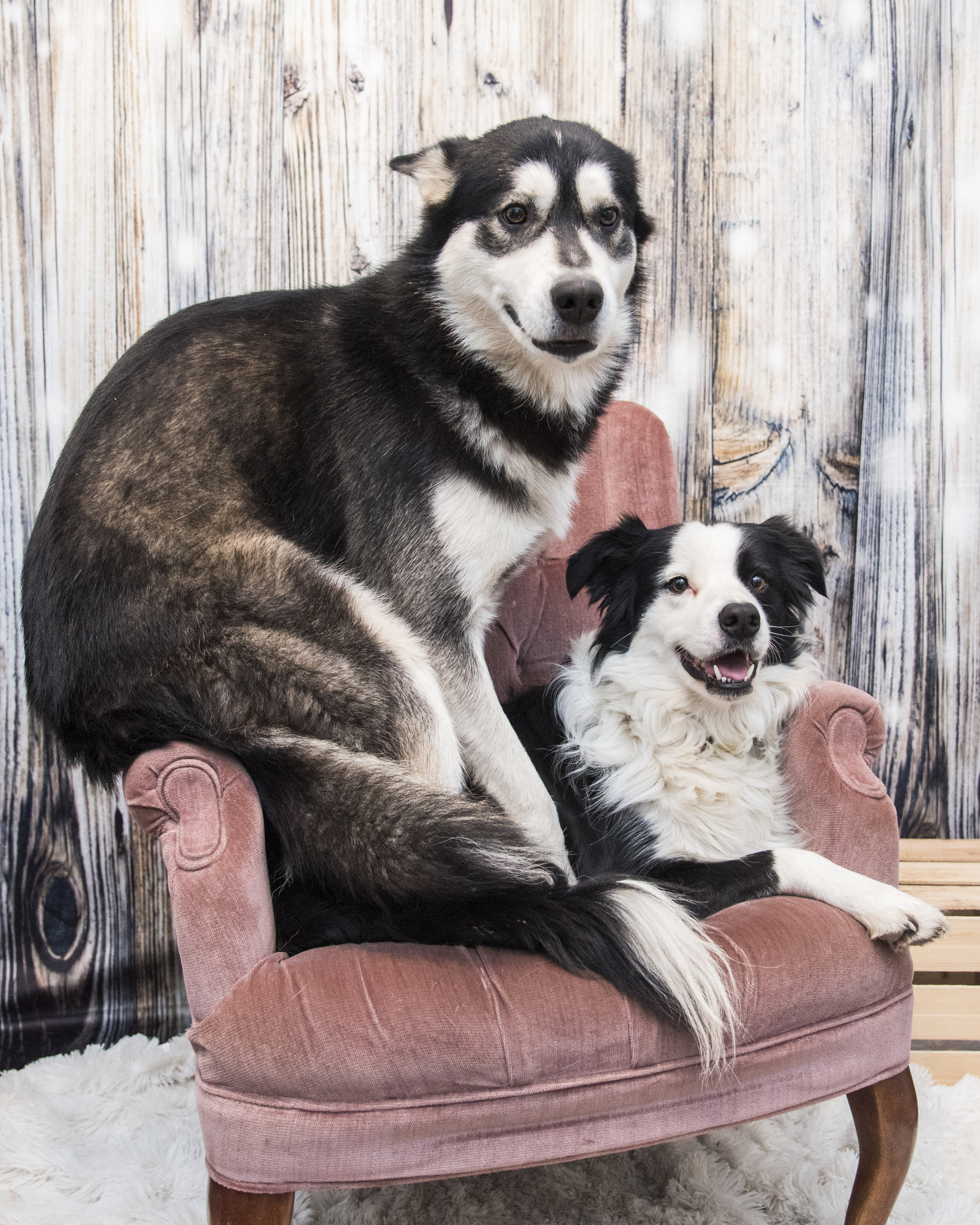 Kip, Carbon, Mugsy, & Lil Dipper — Kyla Jo Photography