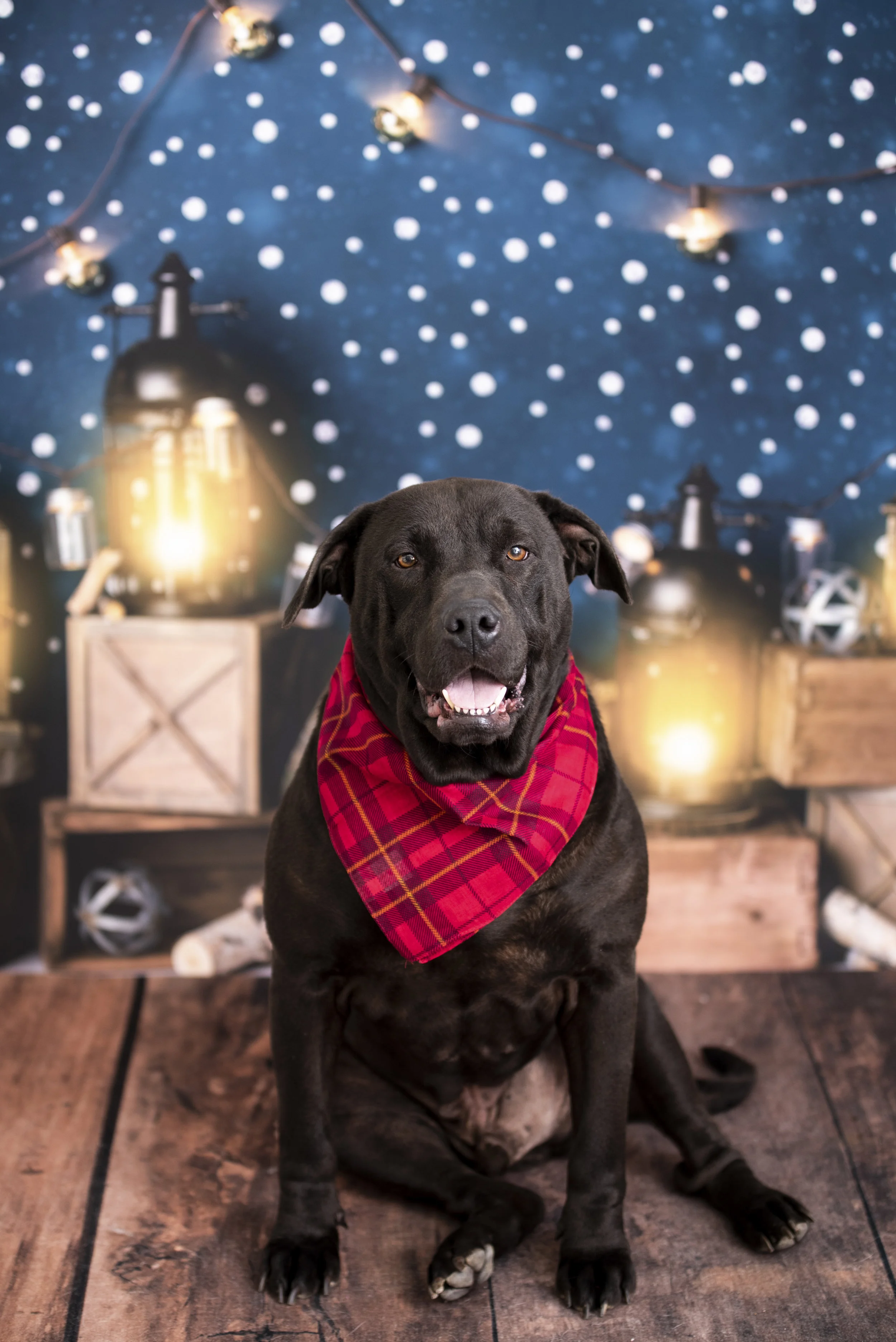 buddy (1 of 14).jpg