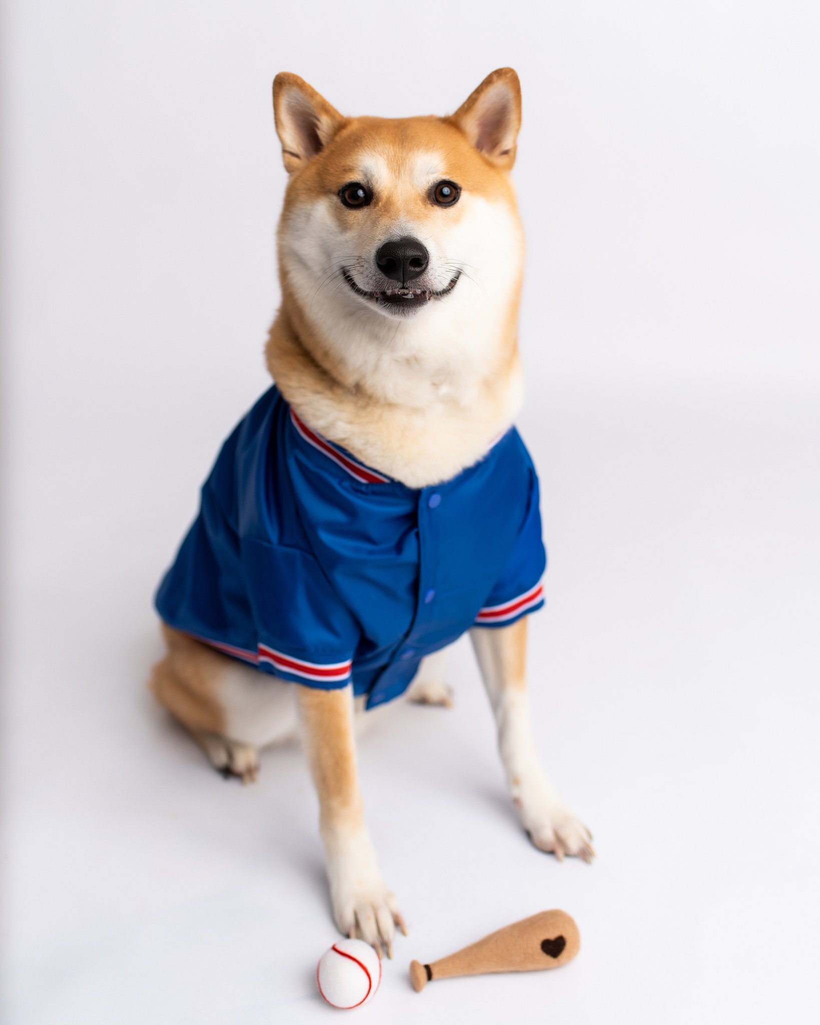 Dog Christmas Photos with Chicago Cubs Jerseys — Kyla Jo Photography
