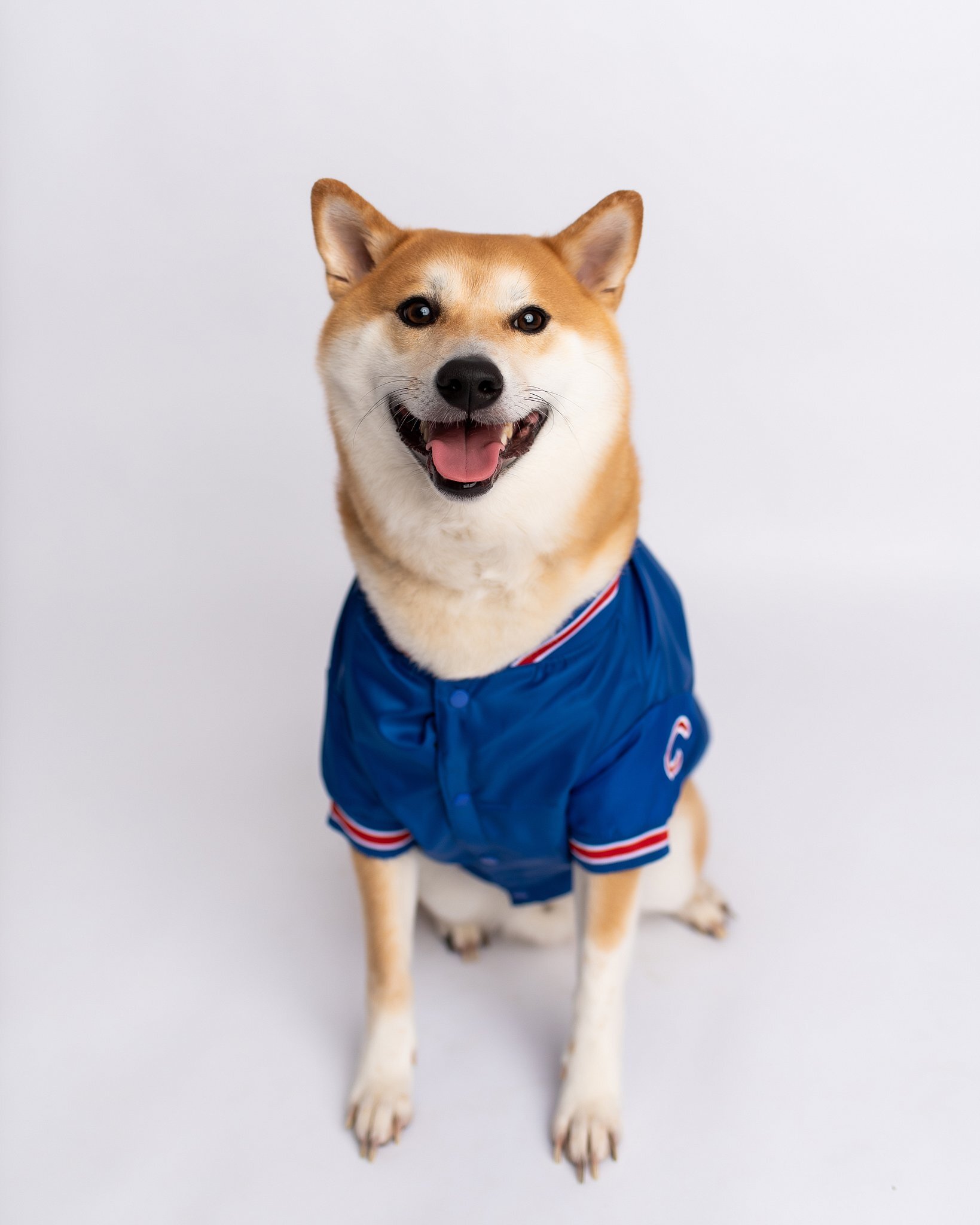 Dog Christmas Photos with Chicago Cubs Jerseys — Kyla Jo Photography