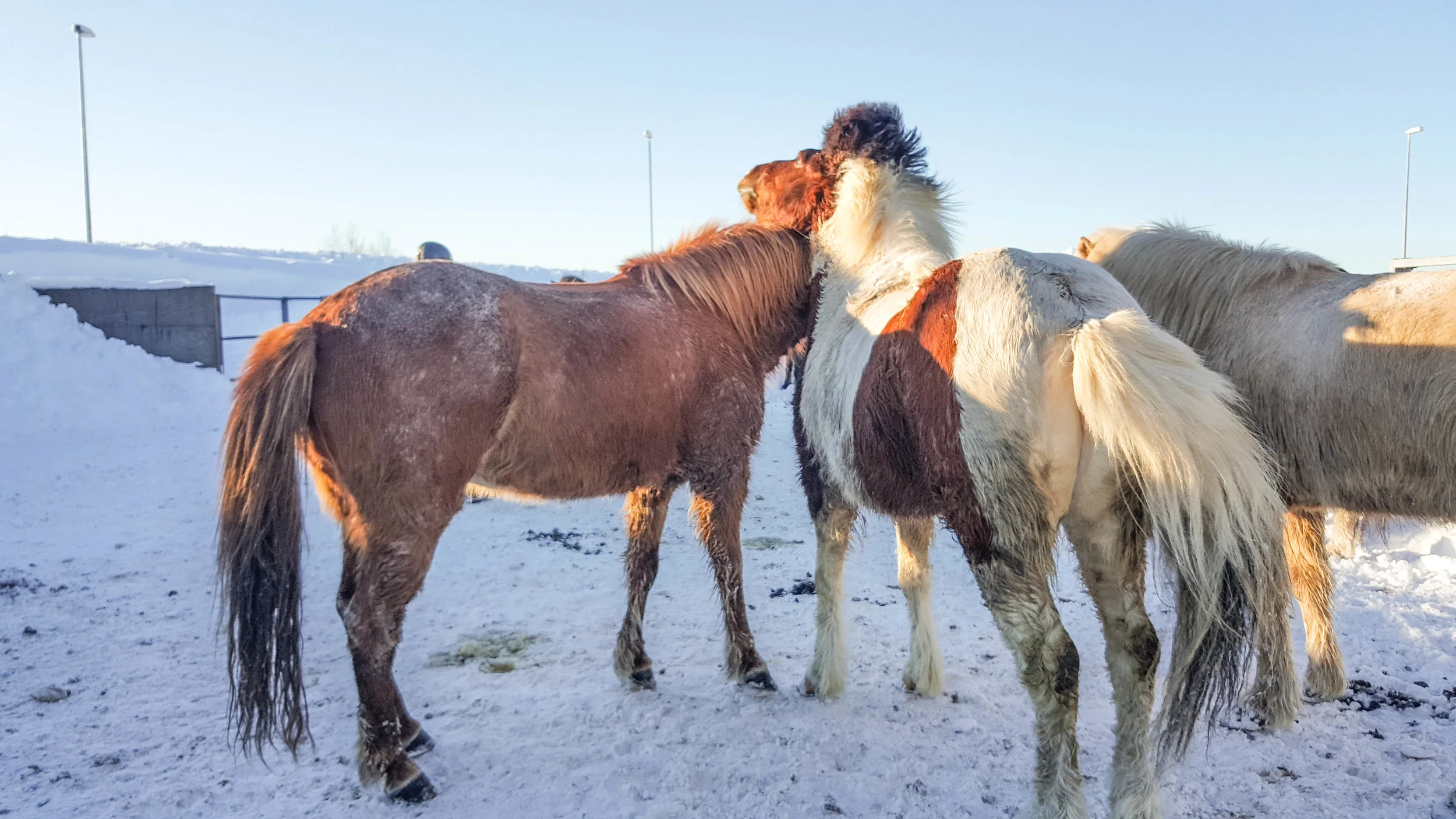 Icelandic horses