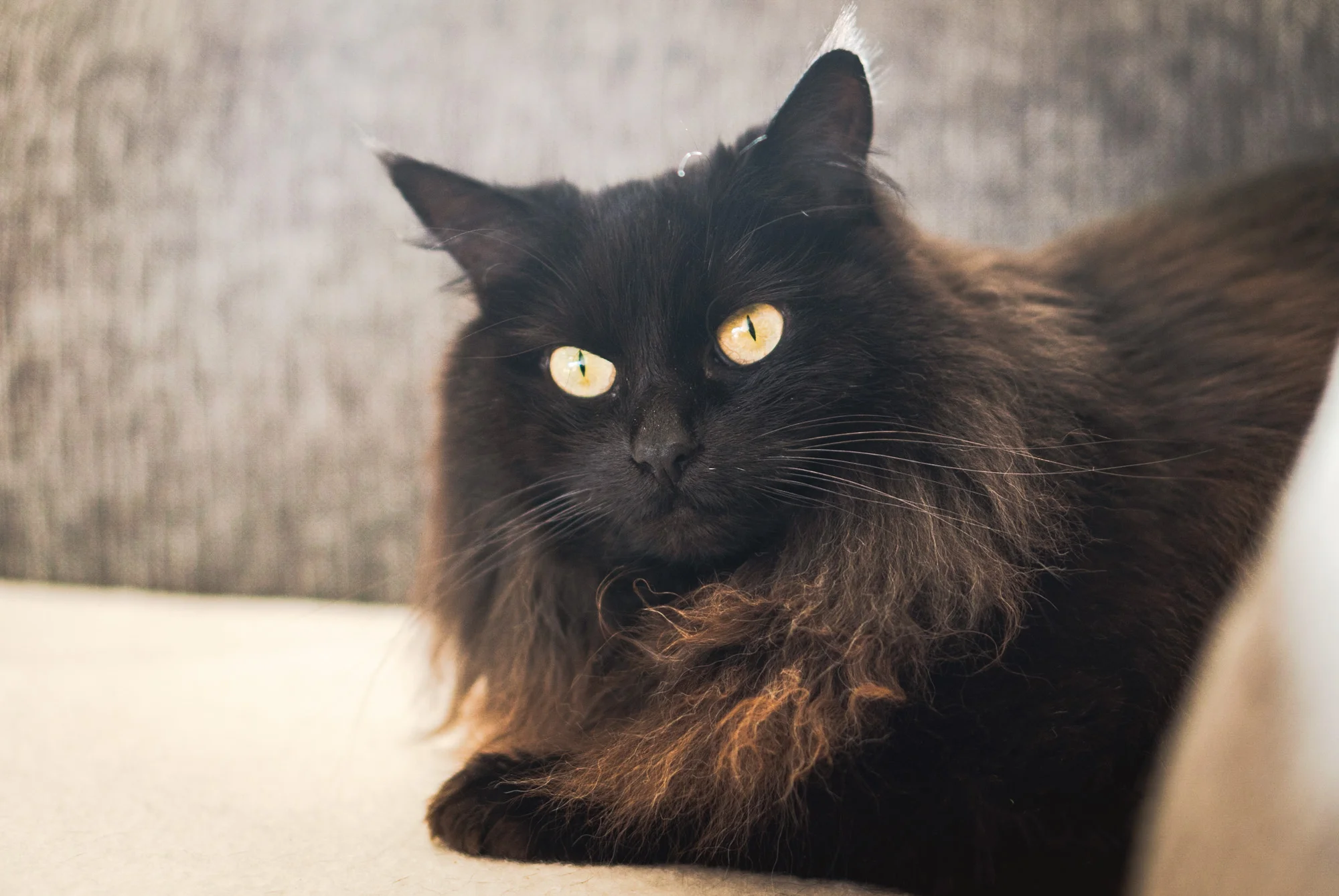 Britney - Adopted 10/12/18