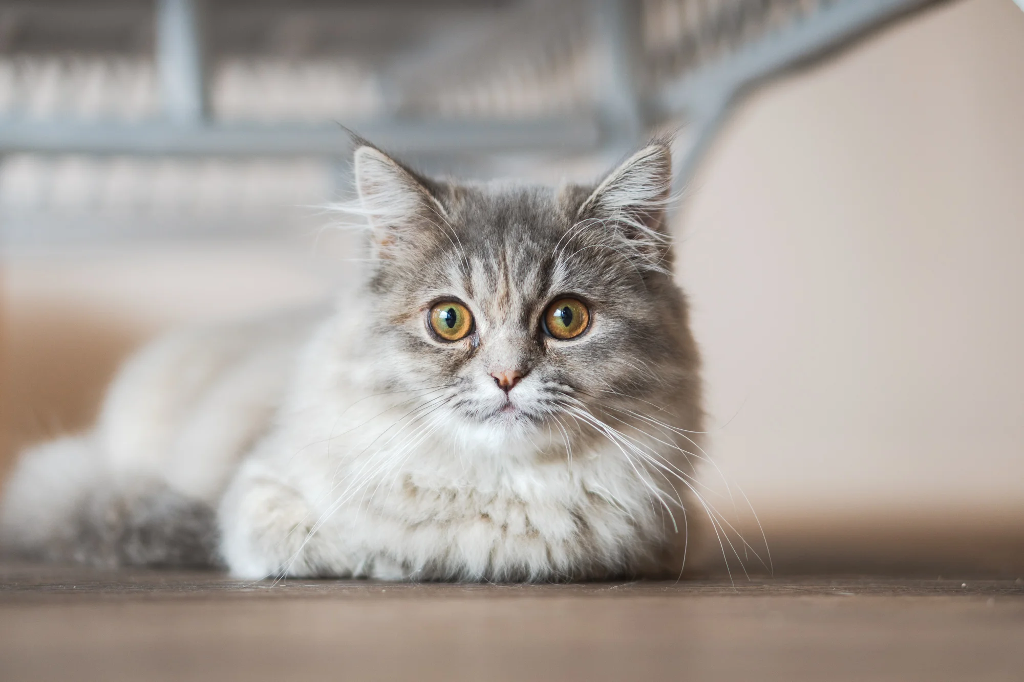 Fleur - Adopted 30/3/19