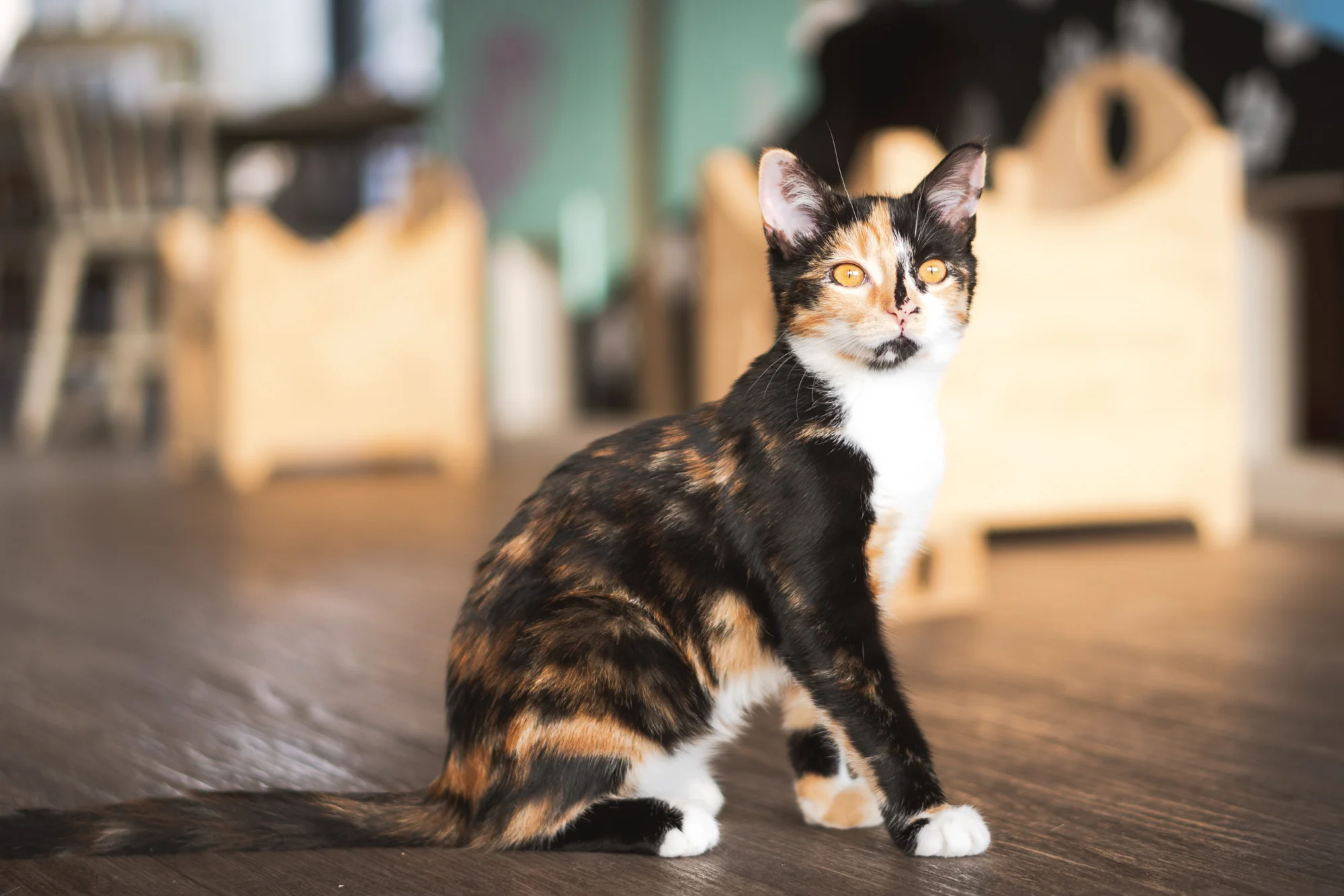 Susie Two - Adopted 17/5/19