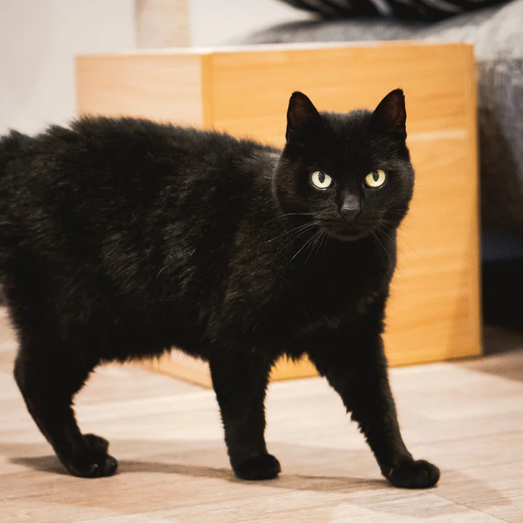 Margot - Adopted 30/6/19