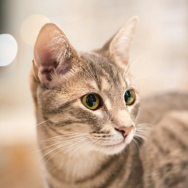 Bonnie- Adopted 24/8/19