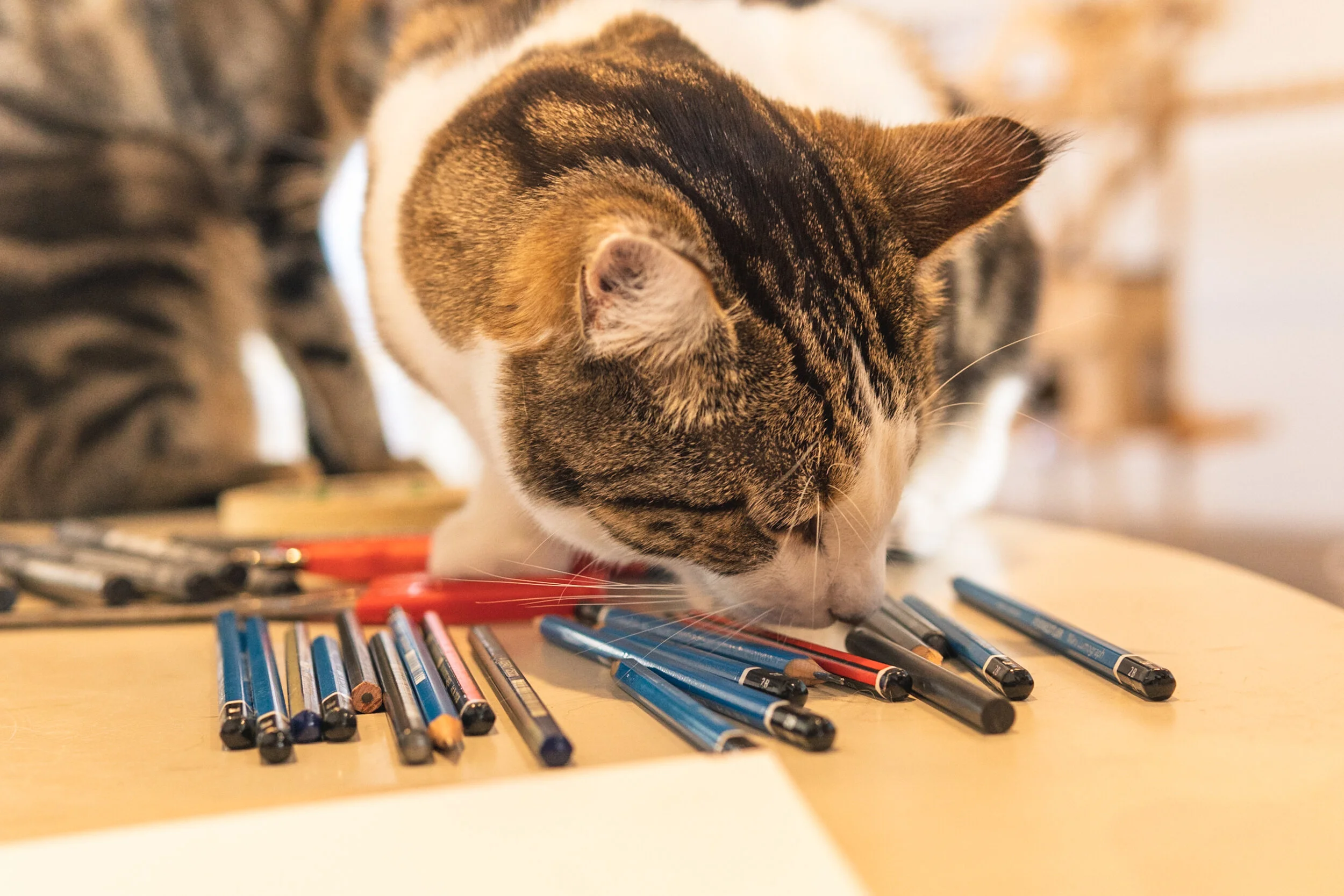 Drawing Class with Rebecca Gibbs