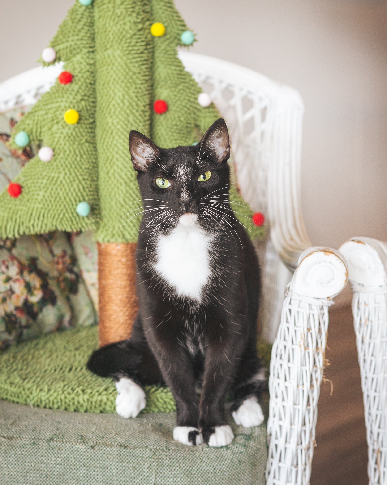 A Catnap Christmas Special!