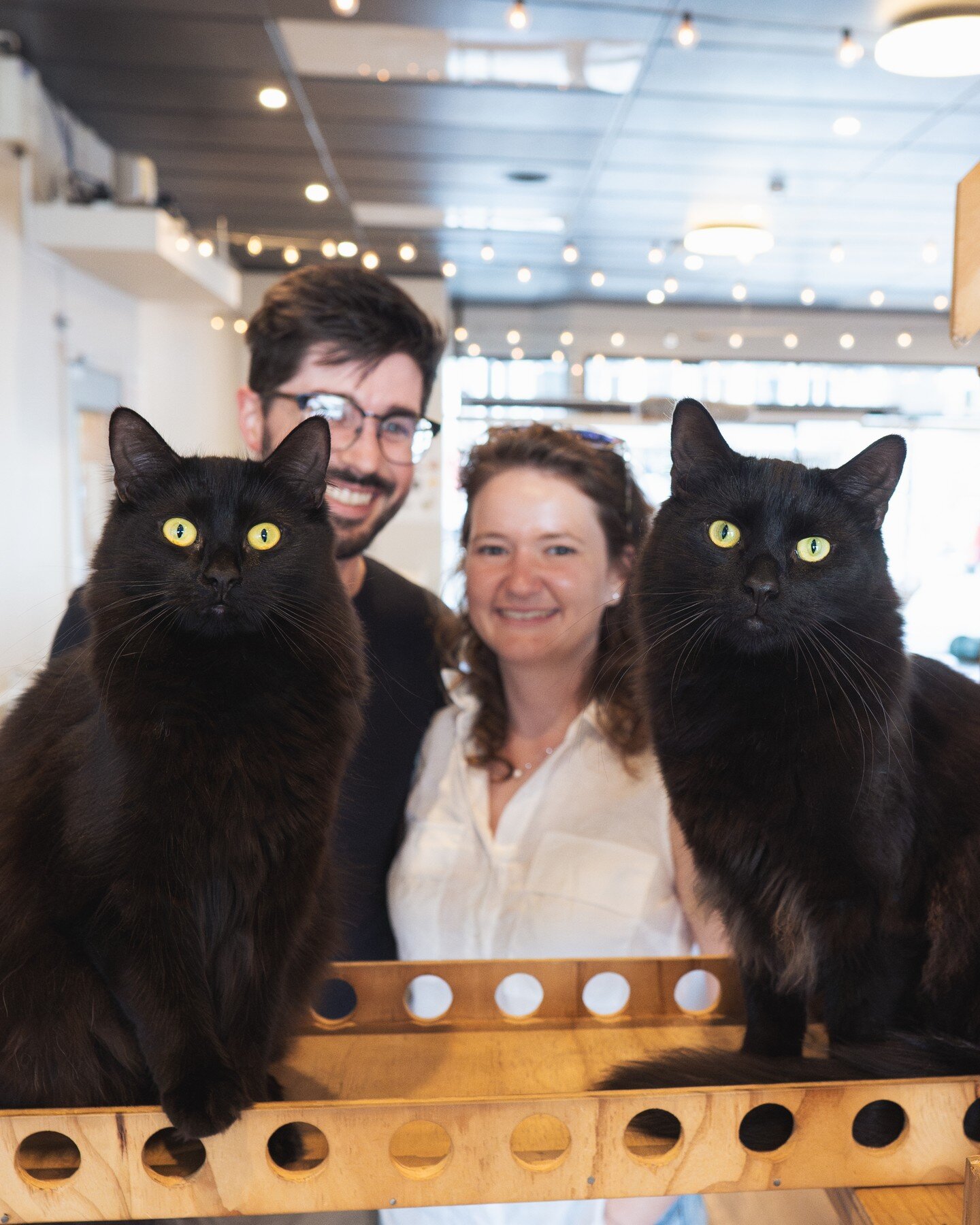 Cosmo and Wanda went to their new home together a couple of weeks ago 🐈&zwj;⬛❤️🐈&zwj;⬛

These two have been an esteemed duo at the cafe over the last several months and we miss them already!

Cosmo would most often be found lounging about on the ta