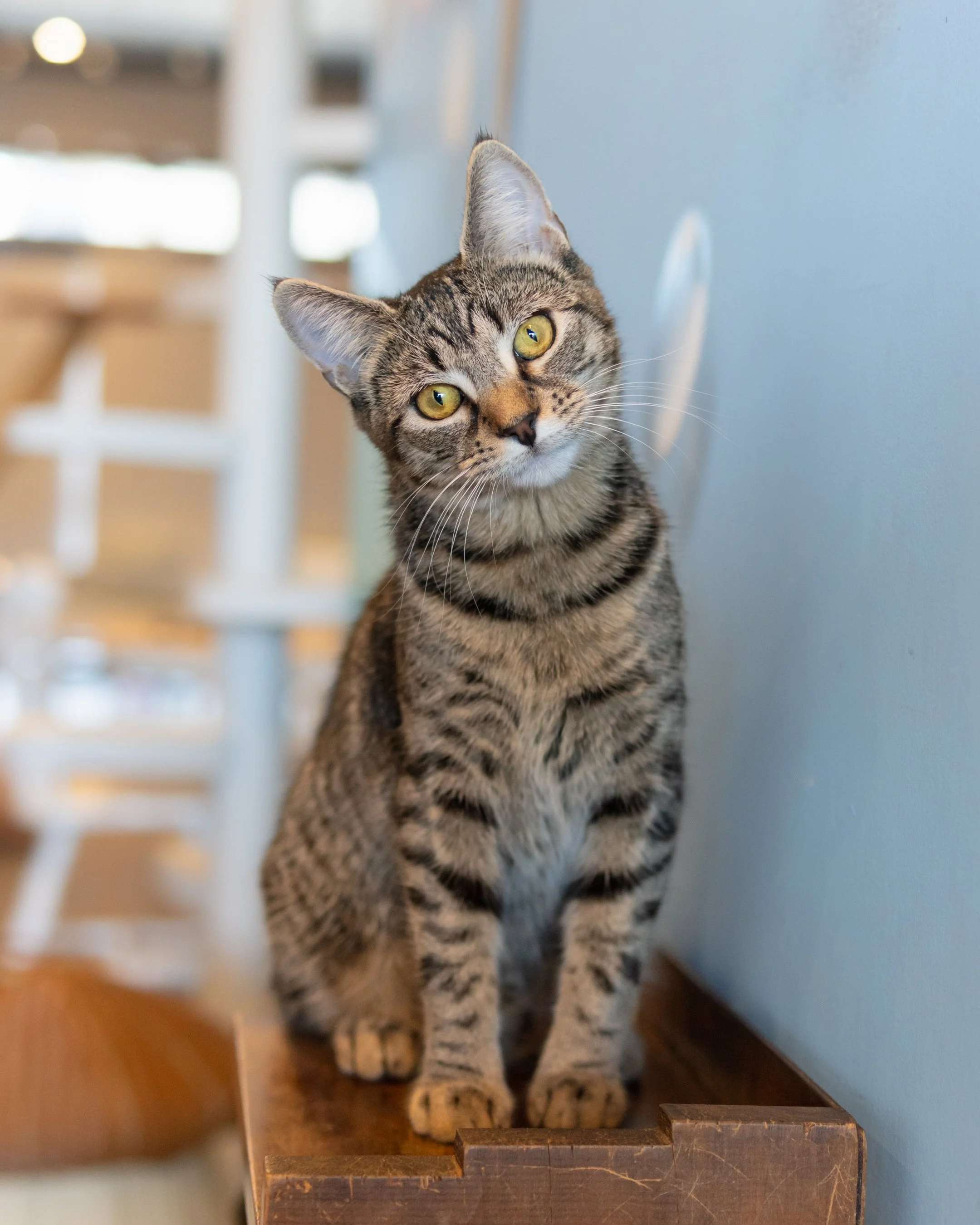 Jenny - Adopted 11/8/25