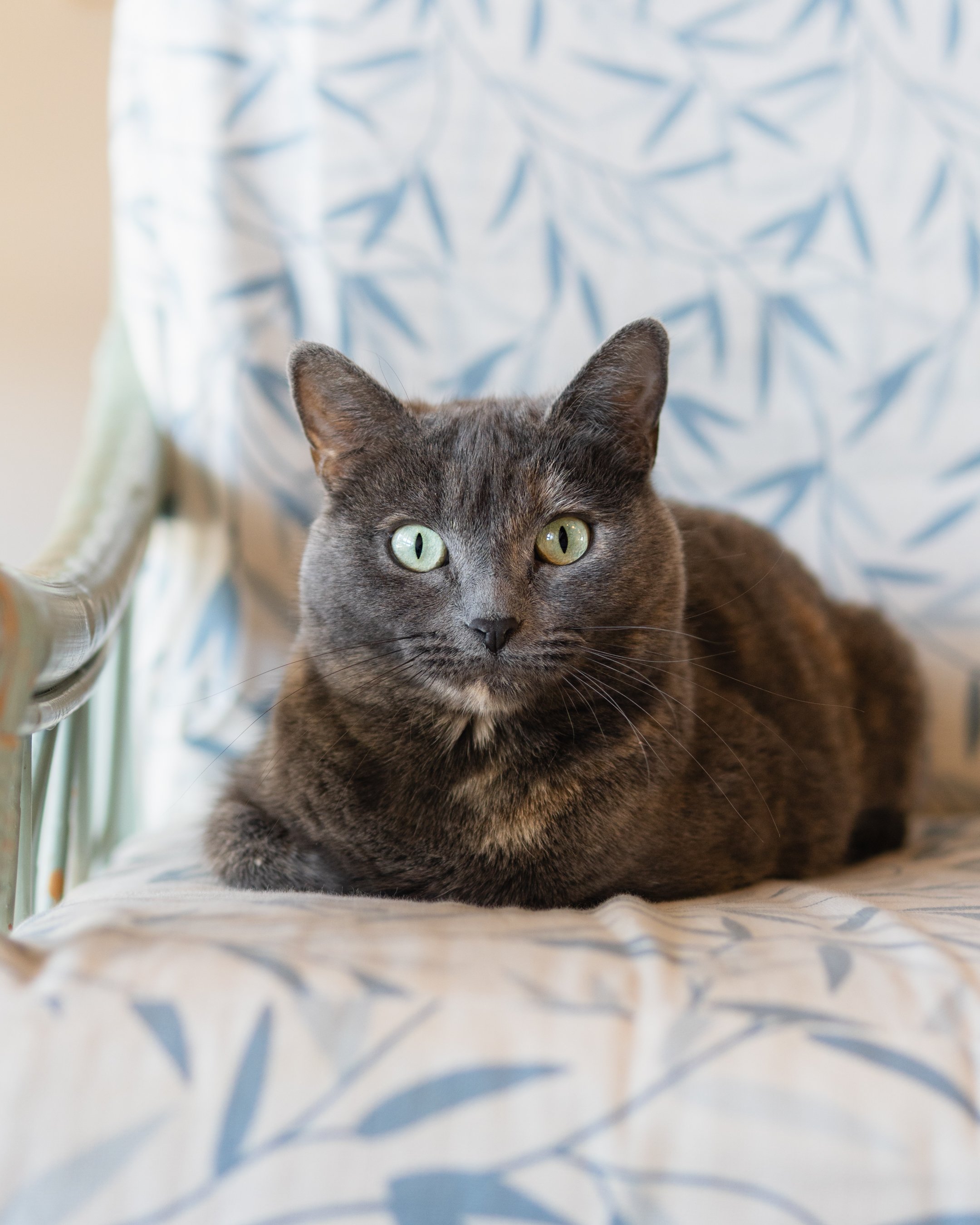 Pippa - Adopted 18/2/26