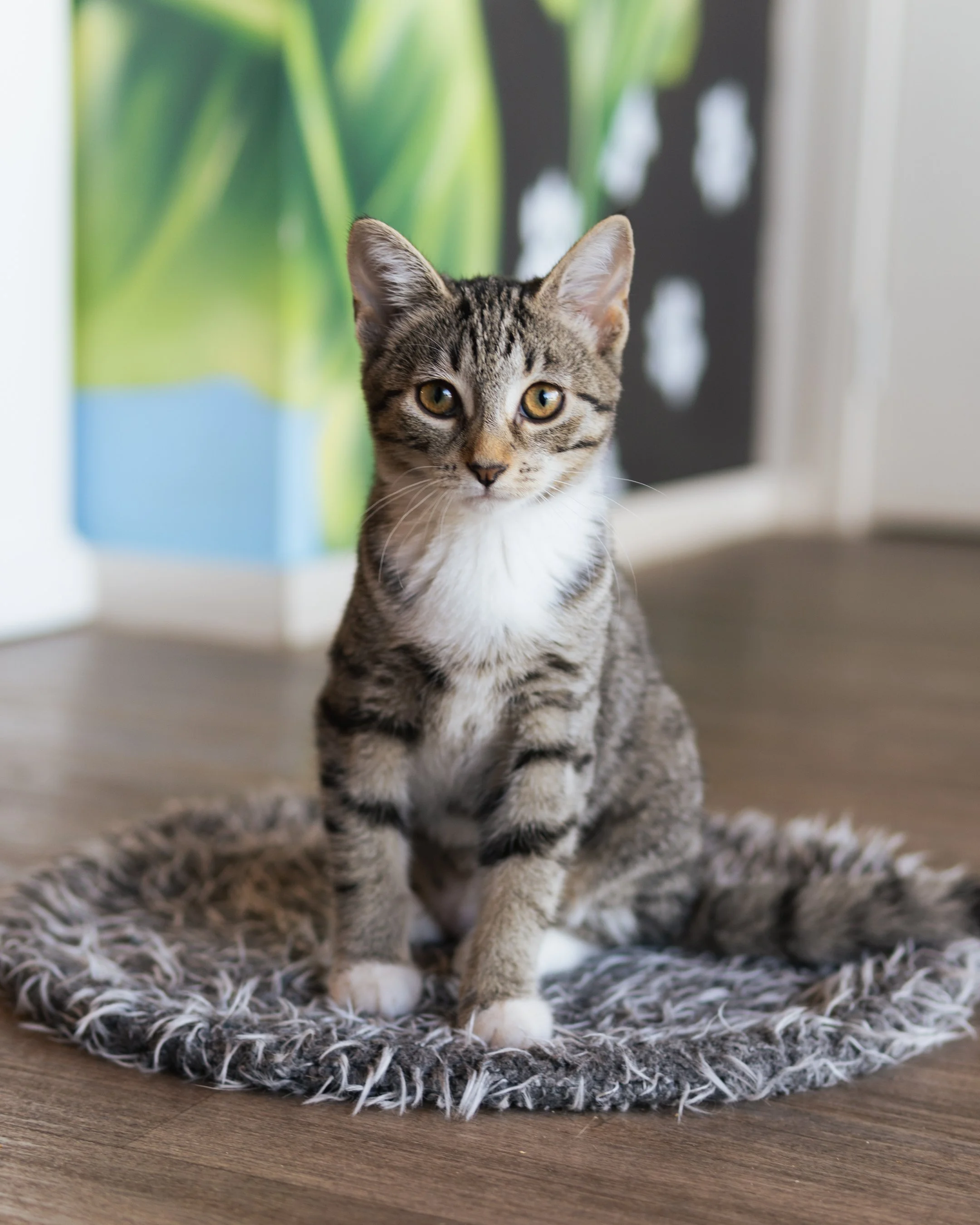 Mung Bean - Adopted 17/5/26