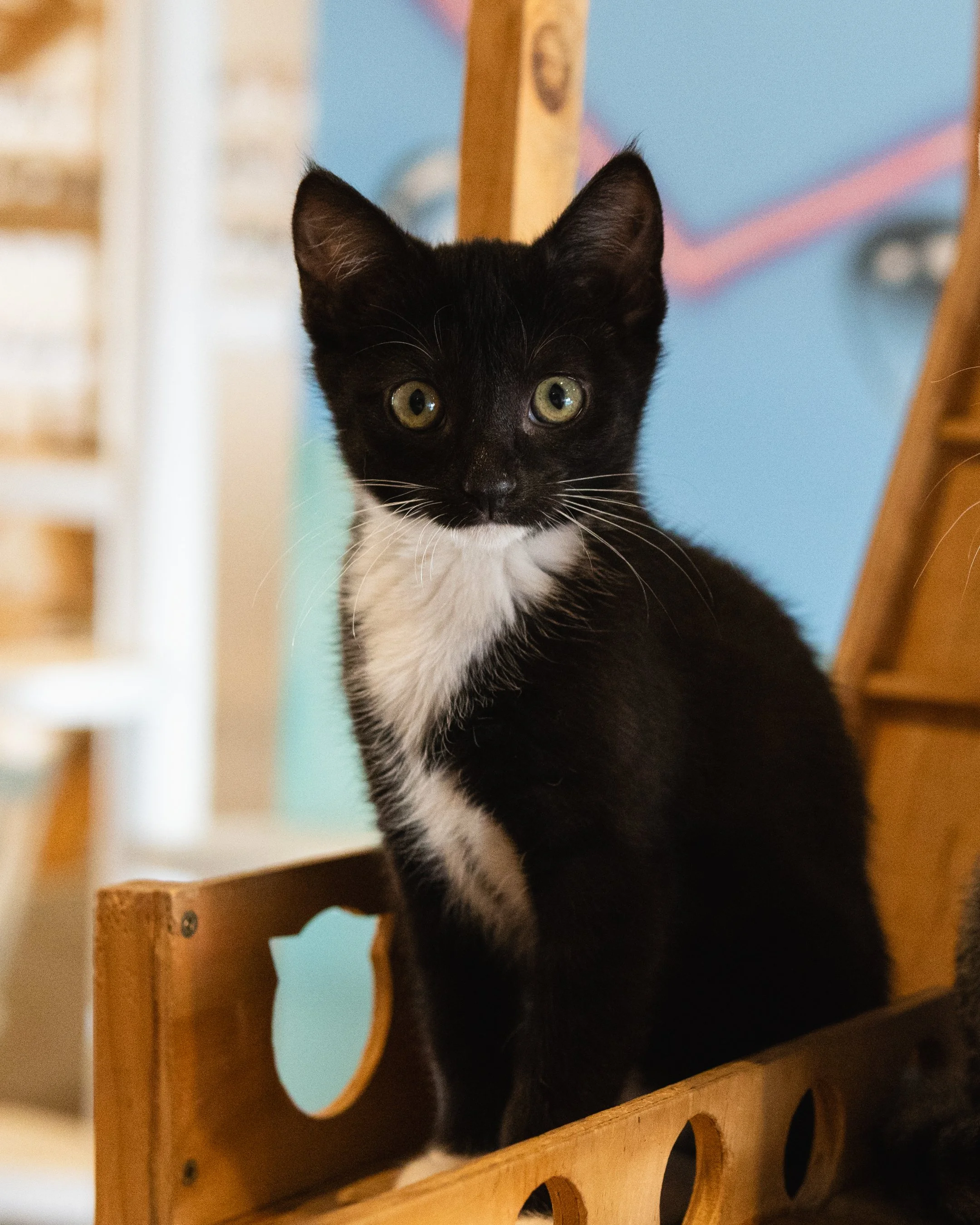 Sprout - Adopted 17/5/26