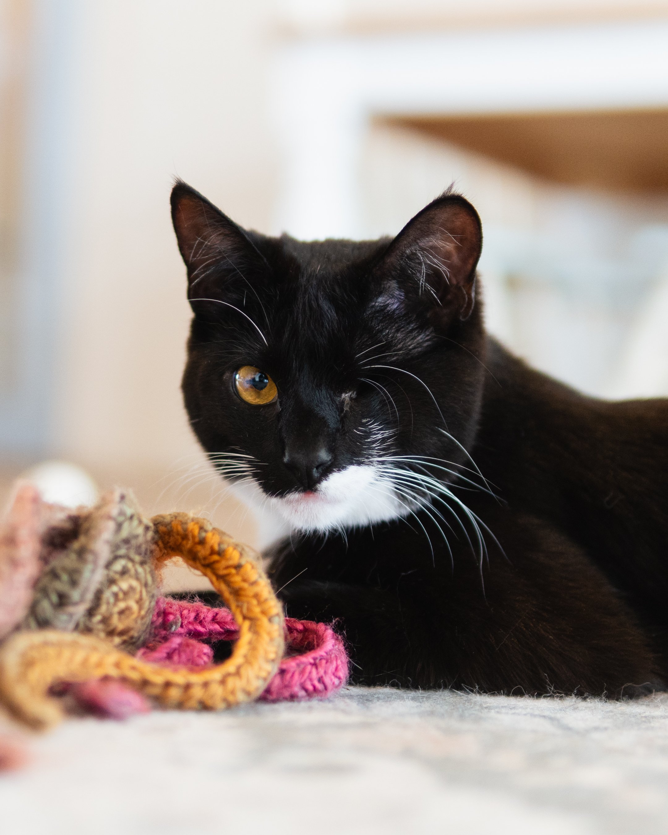 Rei - Adopted 27/5/26