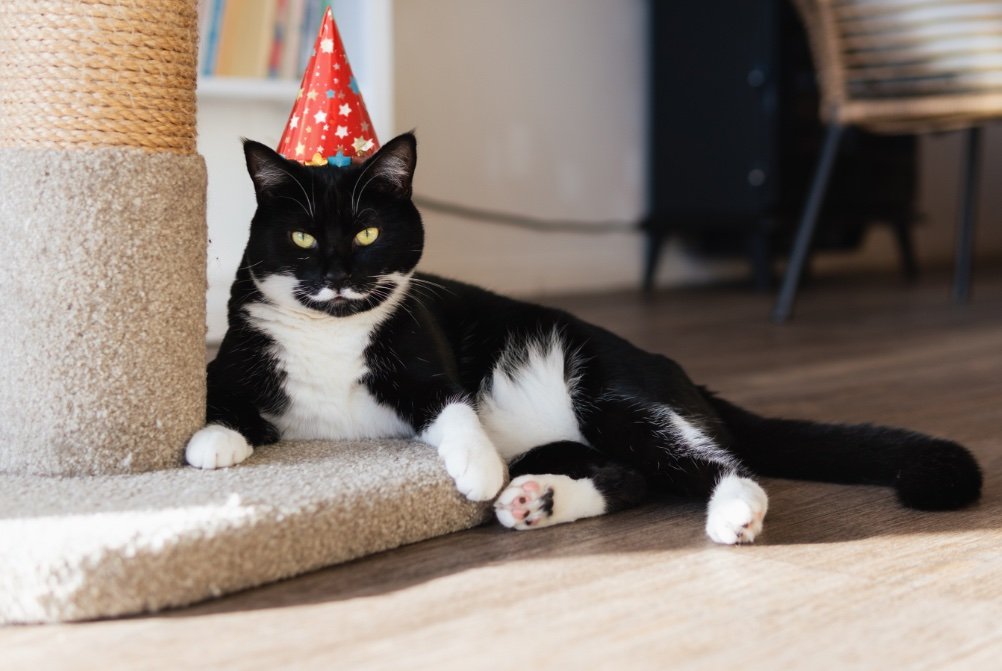 Catnap's 8th Birthday!