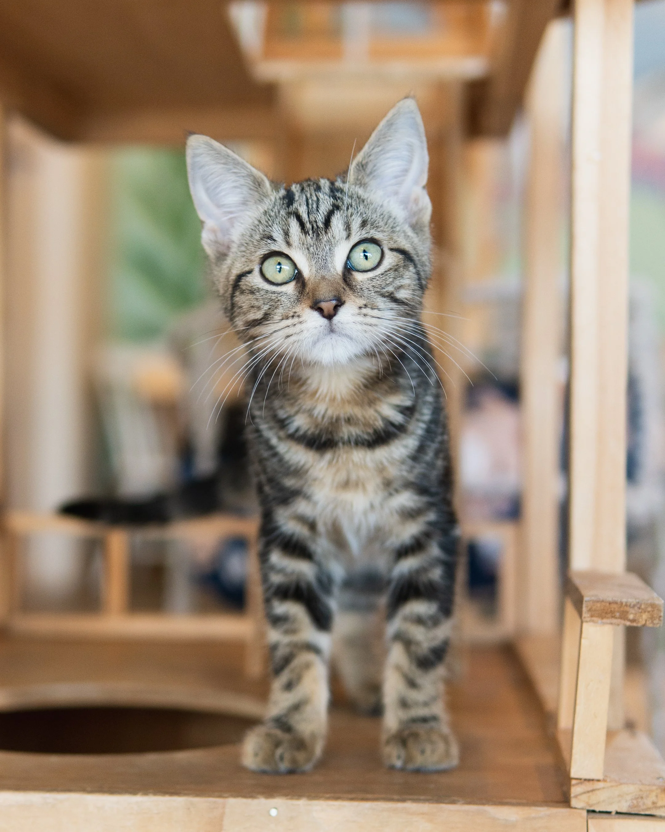 Annie Alfalfa - Adopted 9/8/26