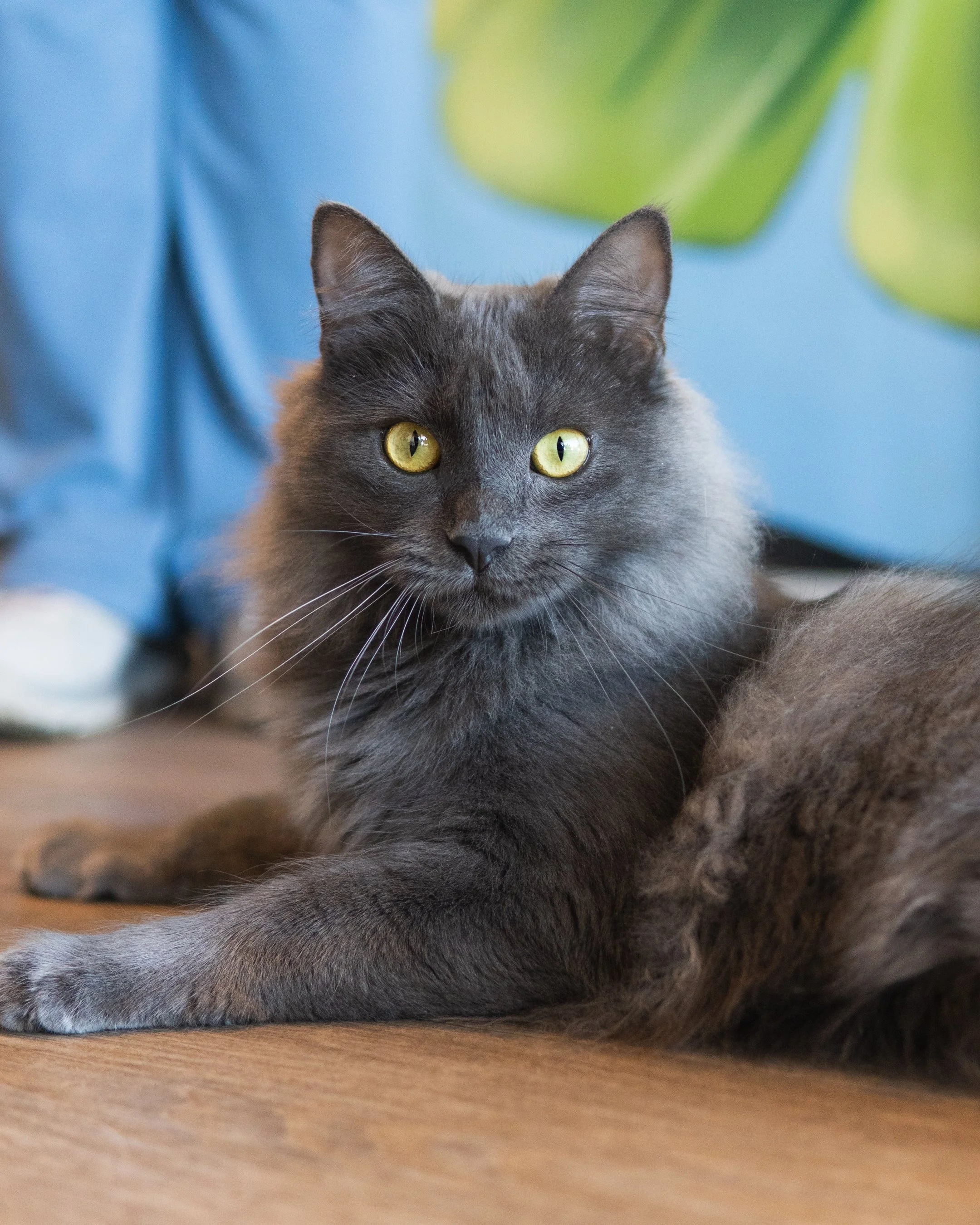 Sunny - Adopted 23/8/26