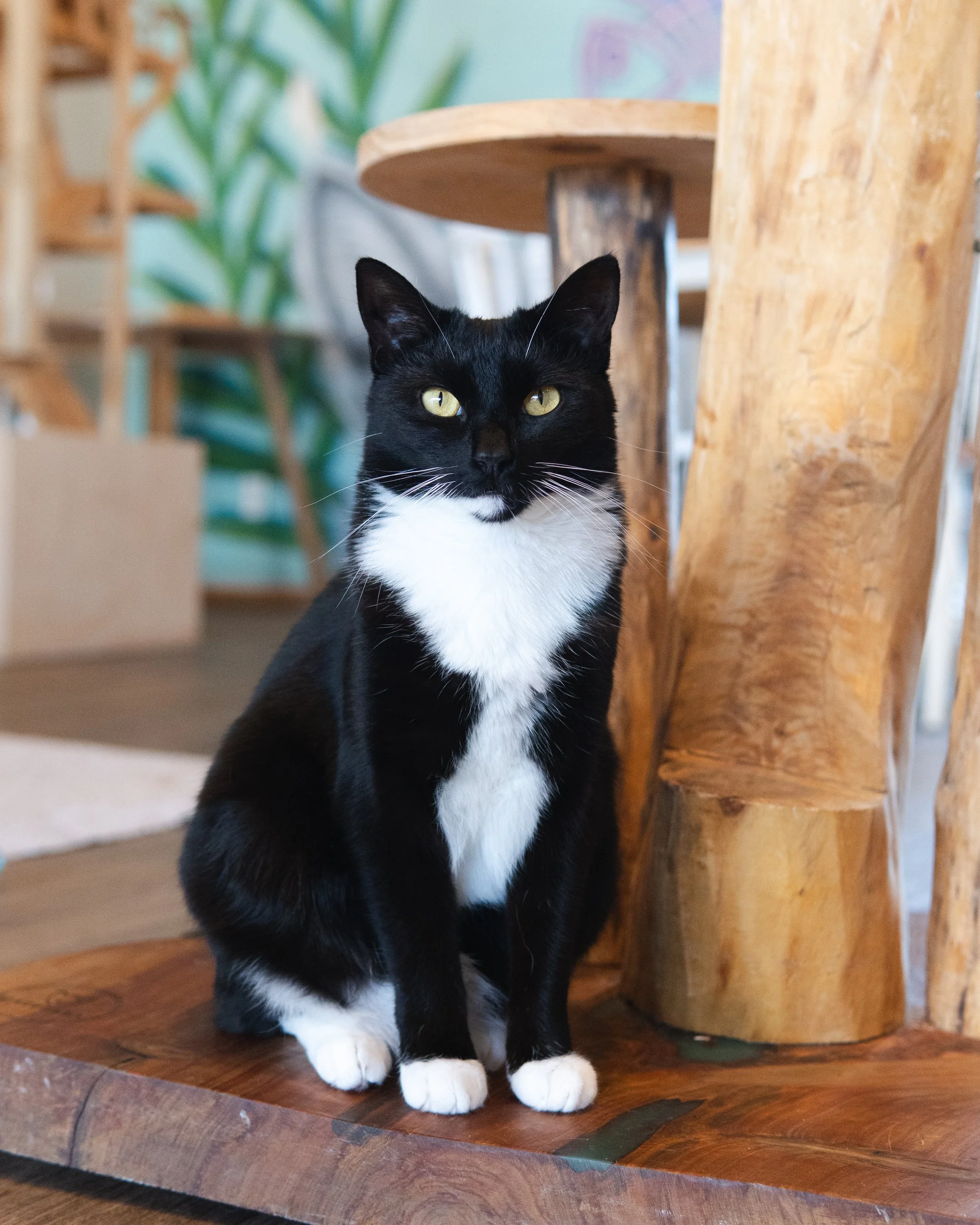Crunchie - Adopted 5/9/26