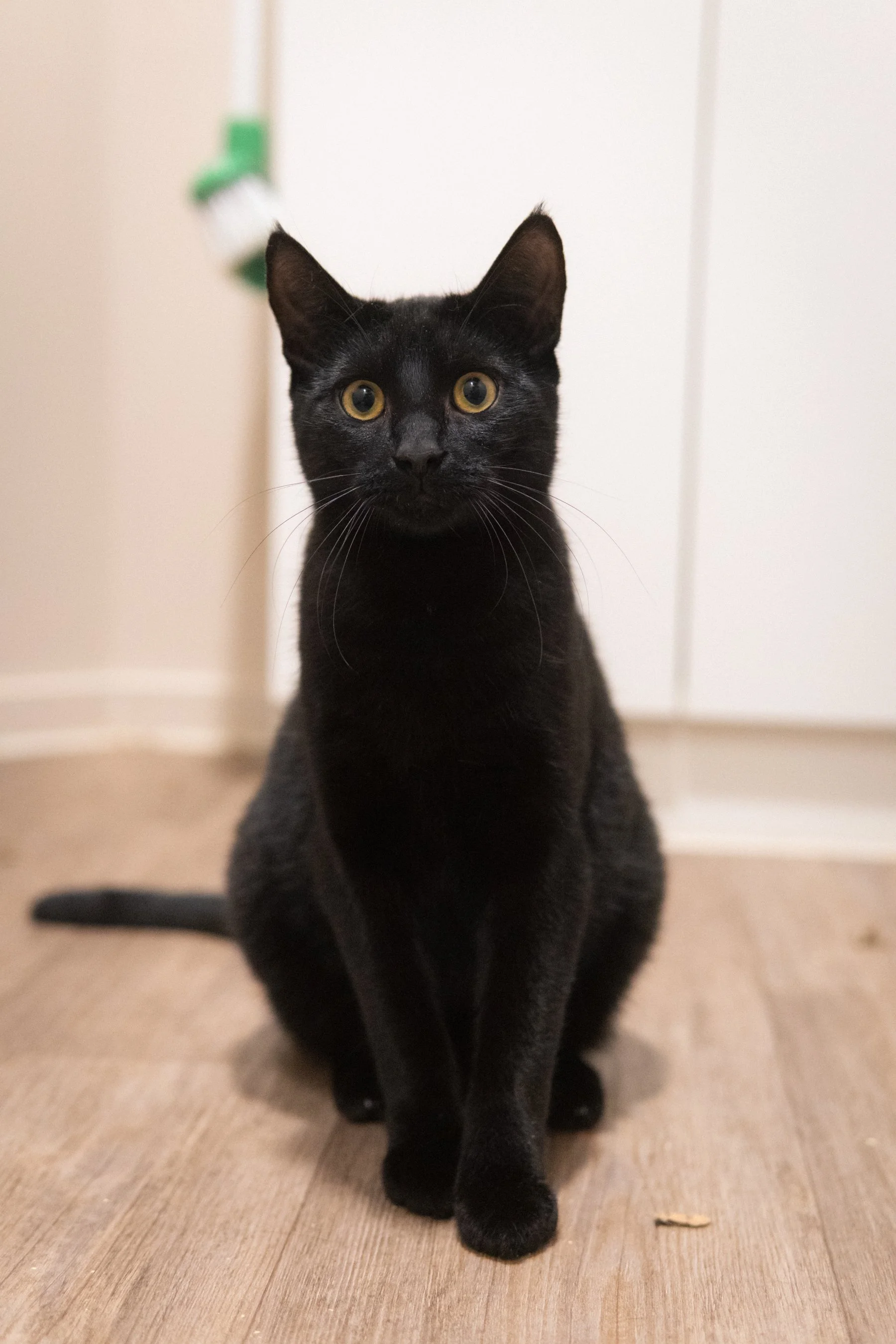 26.09.04 - Moriarty.jpg