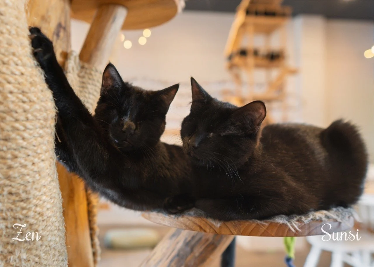 Zen & Sunsi Large.jpeg