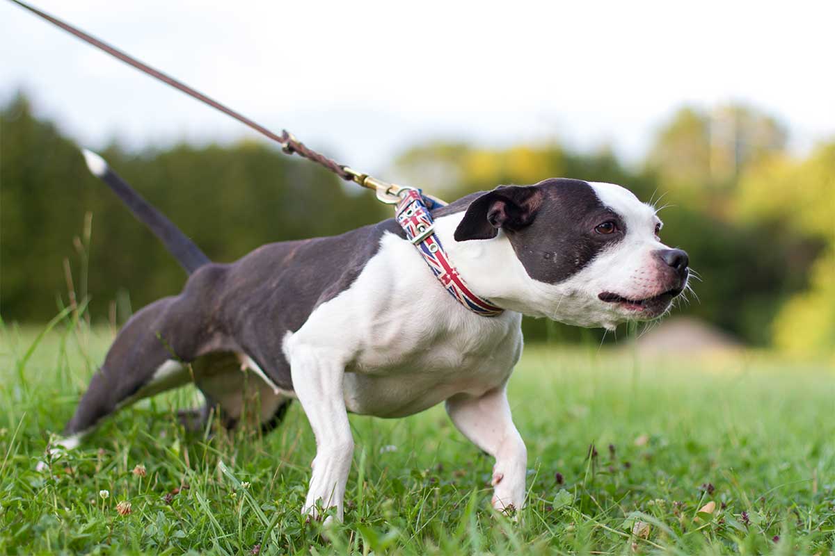 dog_pulling.jpg