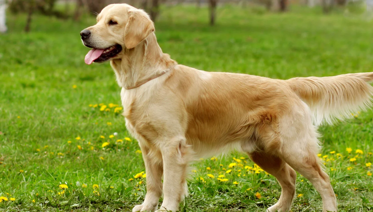 Golden Retriever Medium Gold