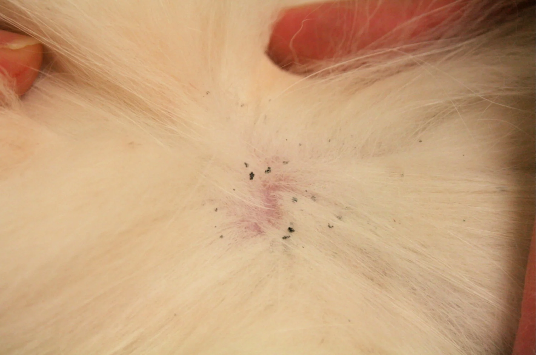 Flea Dirt resembles pepper. Ew.