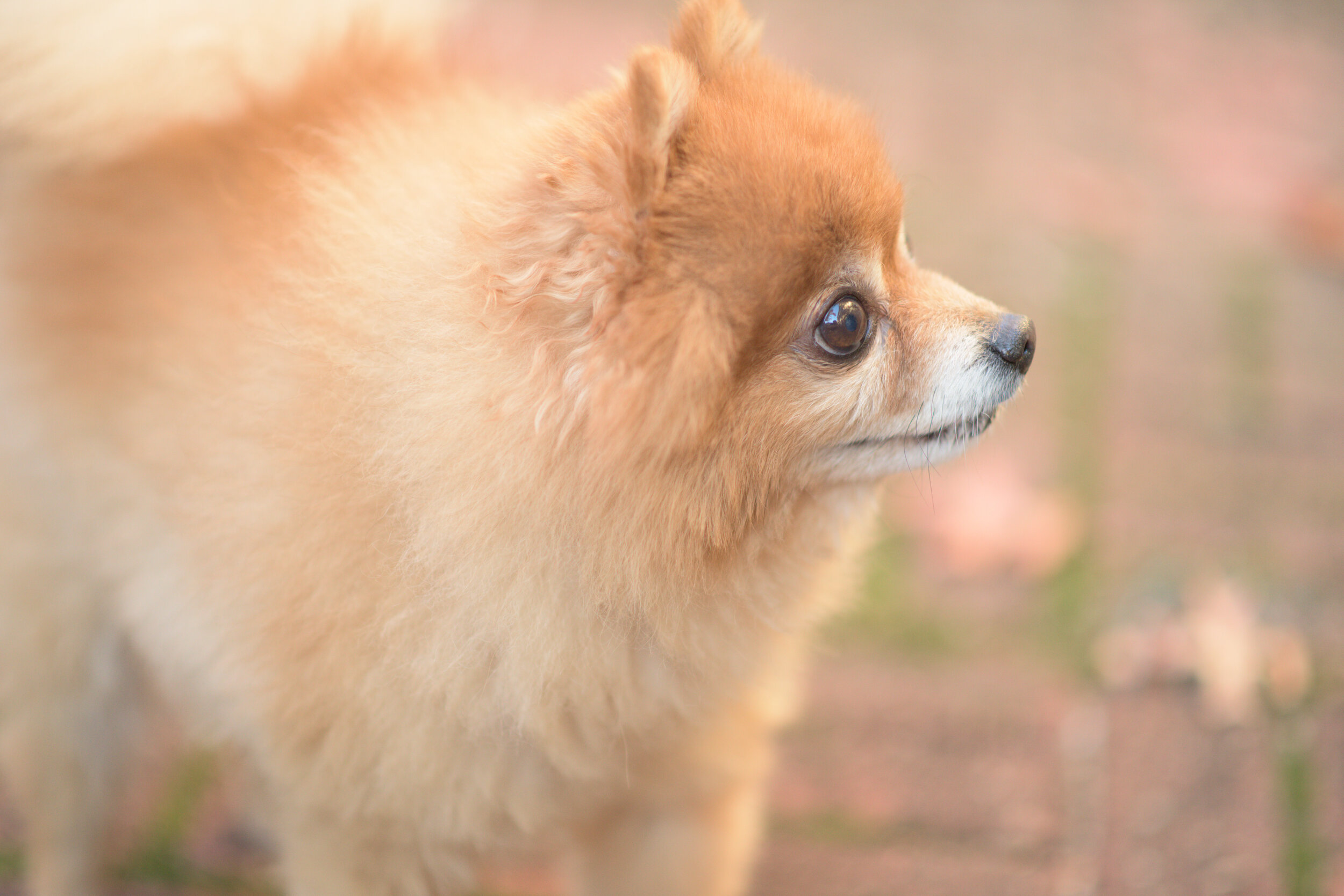 Pomeranian