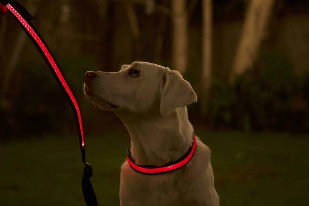 LED Lighted Dog Leashes and Collars LED Lighted Dog Leash